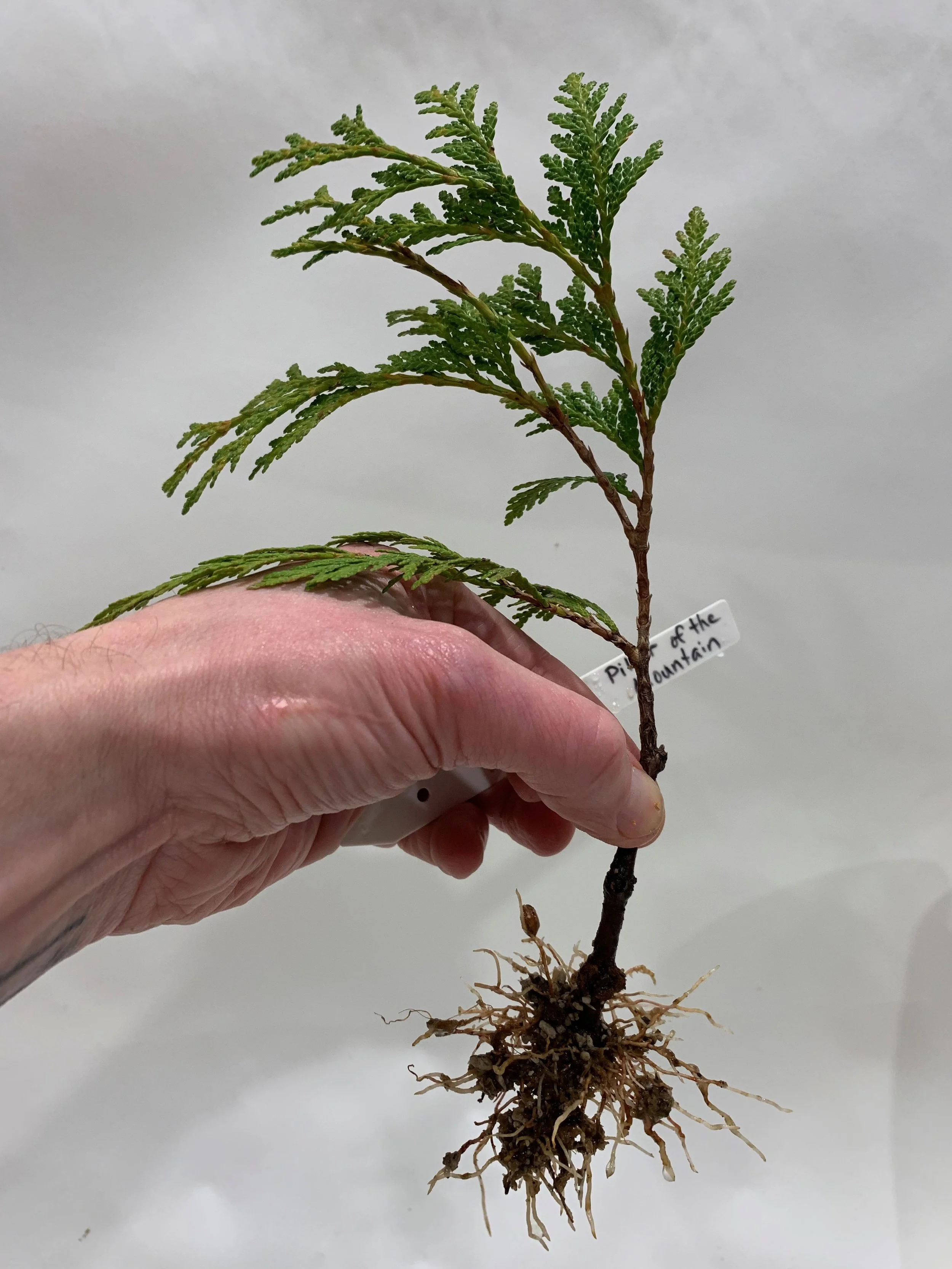 Pillar of the Mountain 01 - roots - Western Red Cedar cutting - Thuja Plicata
