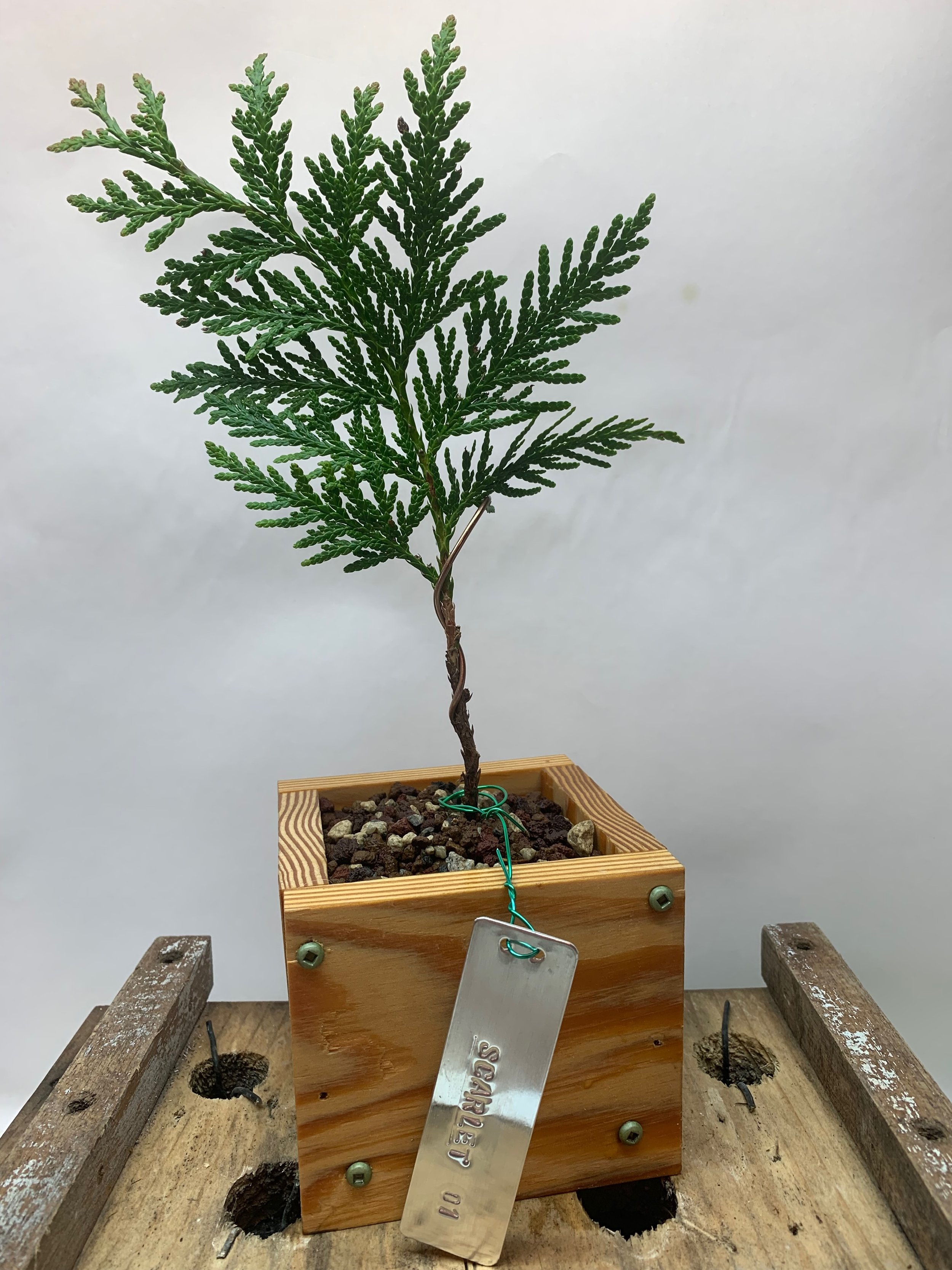 The Scarlet Cedar 01