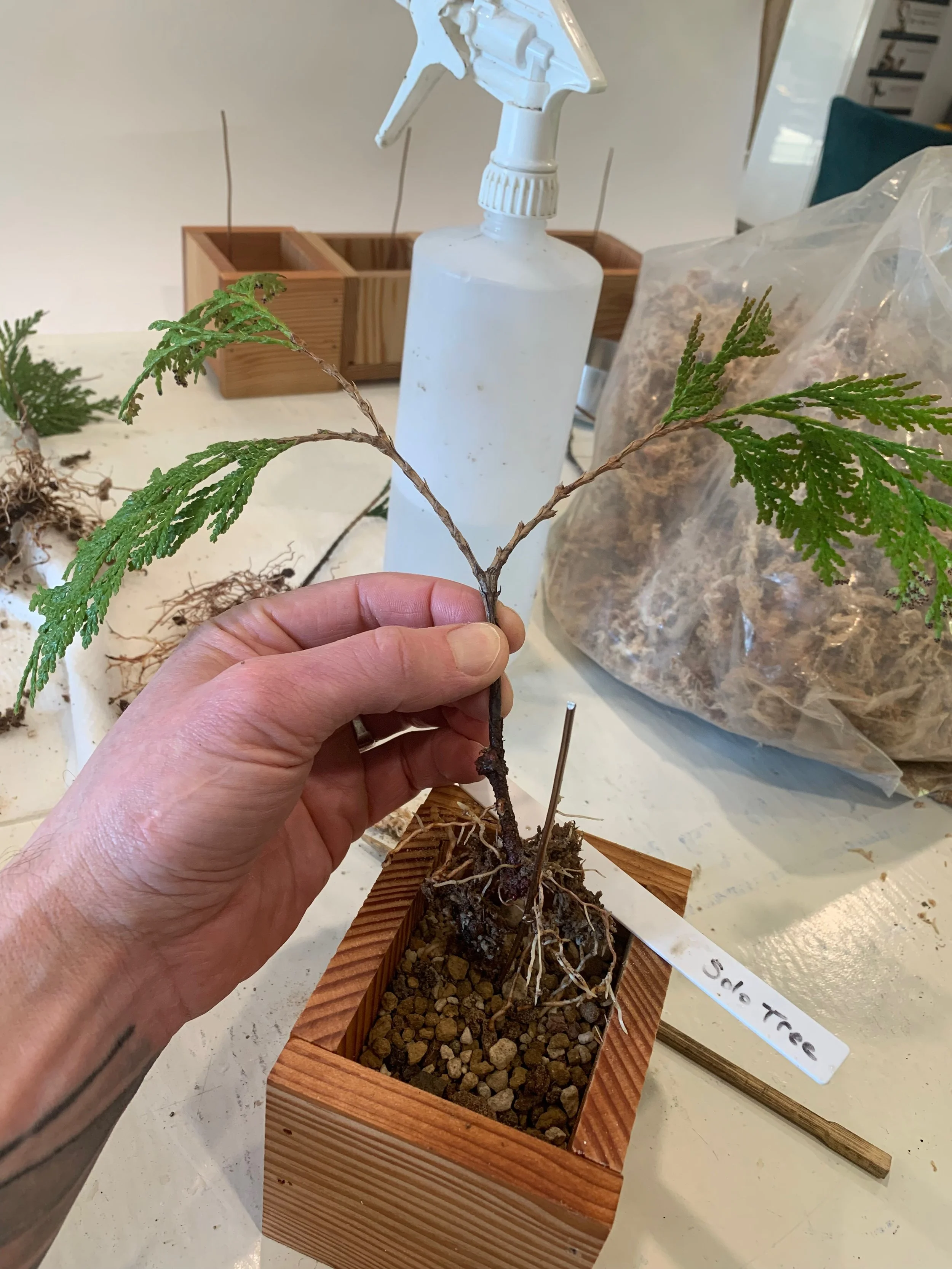 Solo Tree - healthy rooted cutting - Western Red Cedar cutting - Thuja Plicata