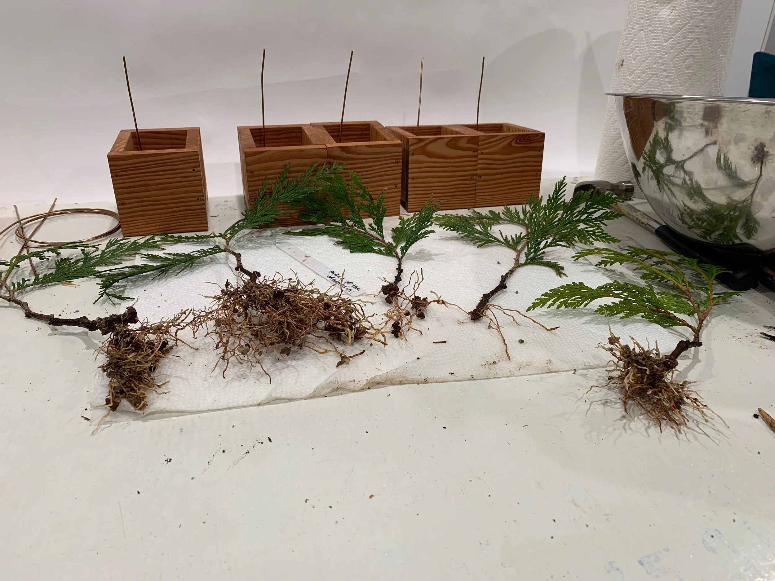 Pillar of the Mountain - rooted cuttings results - Western Red Cedar cutting