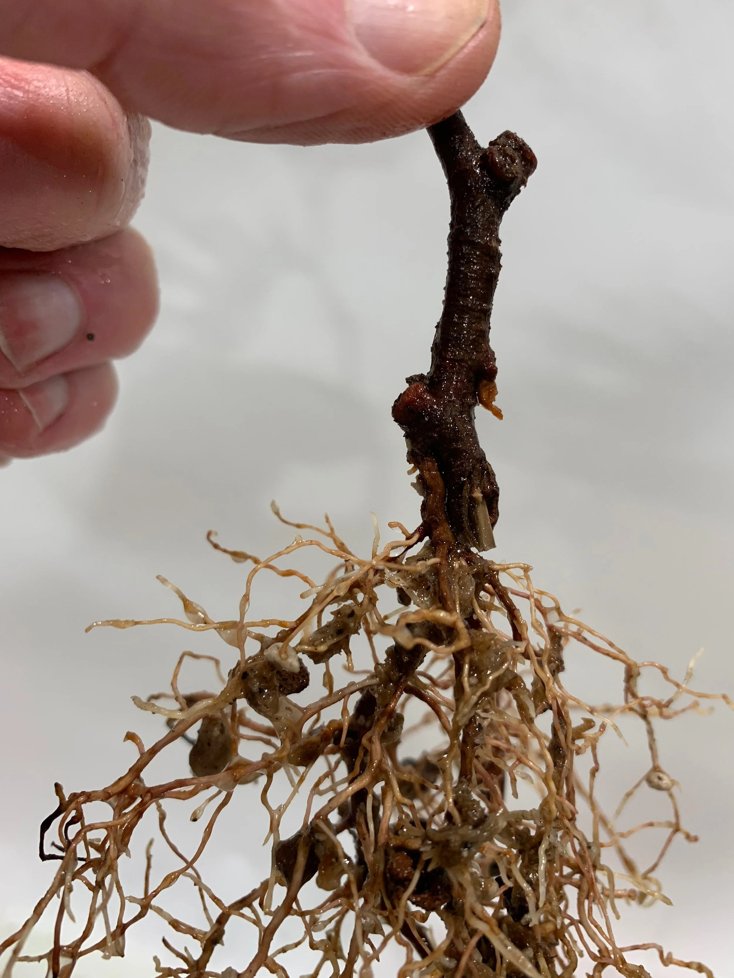 Pillar of the Mountain 02 - cutting roots - Thuja Plicata