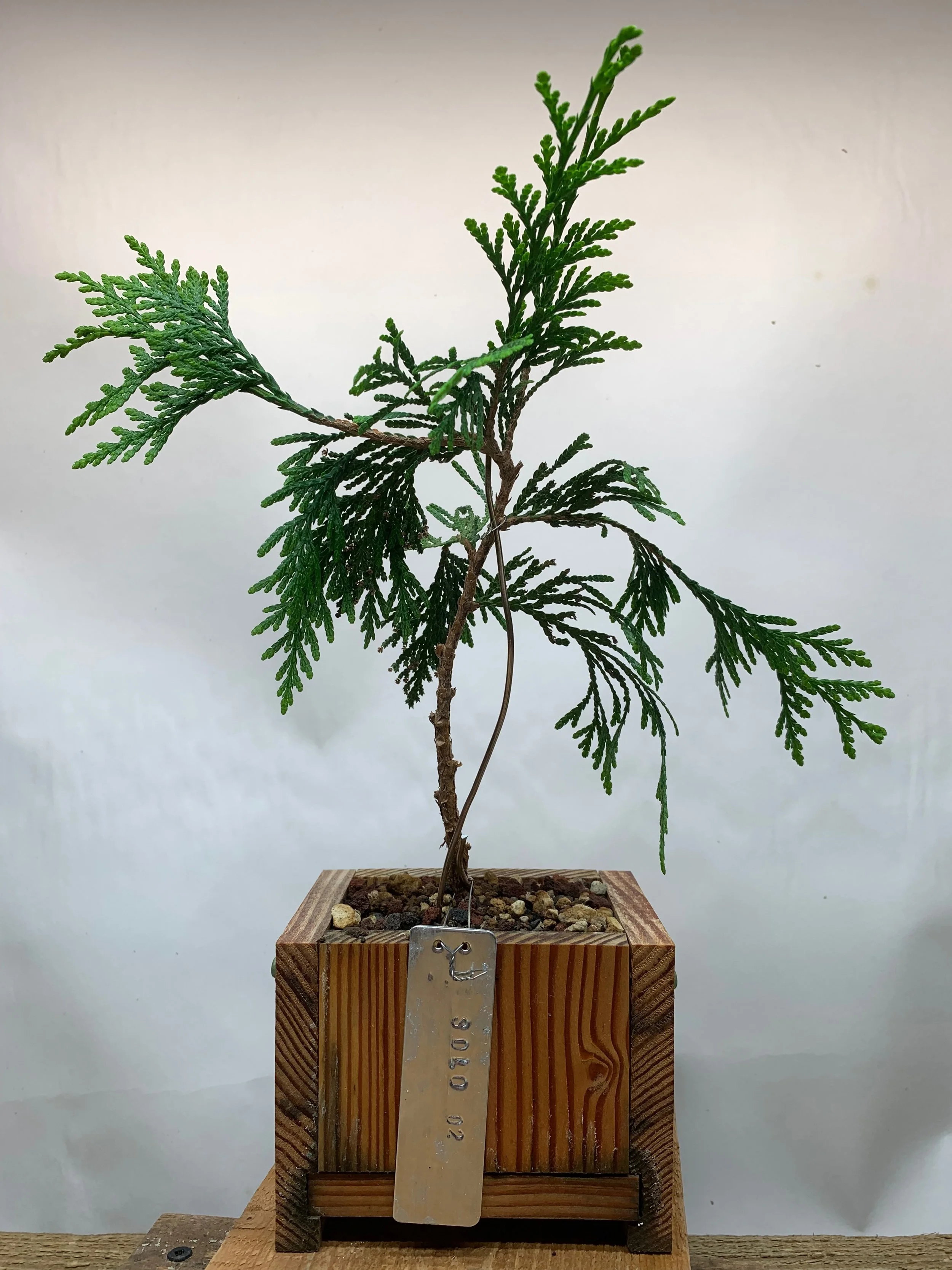 Solo Tree 02 - Western Red Cedar clone from cutting - Thuja Plicata
