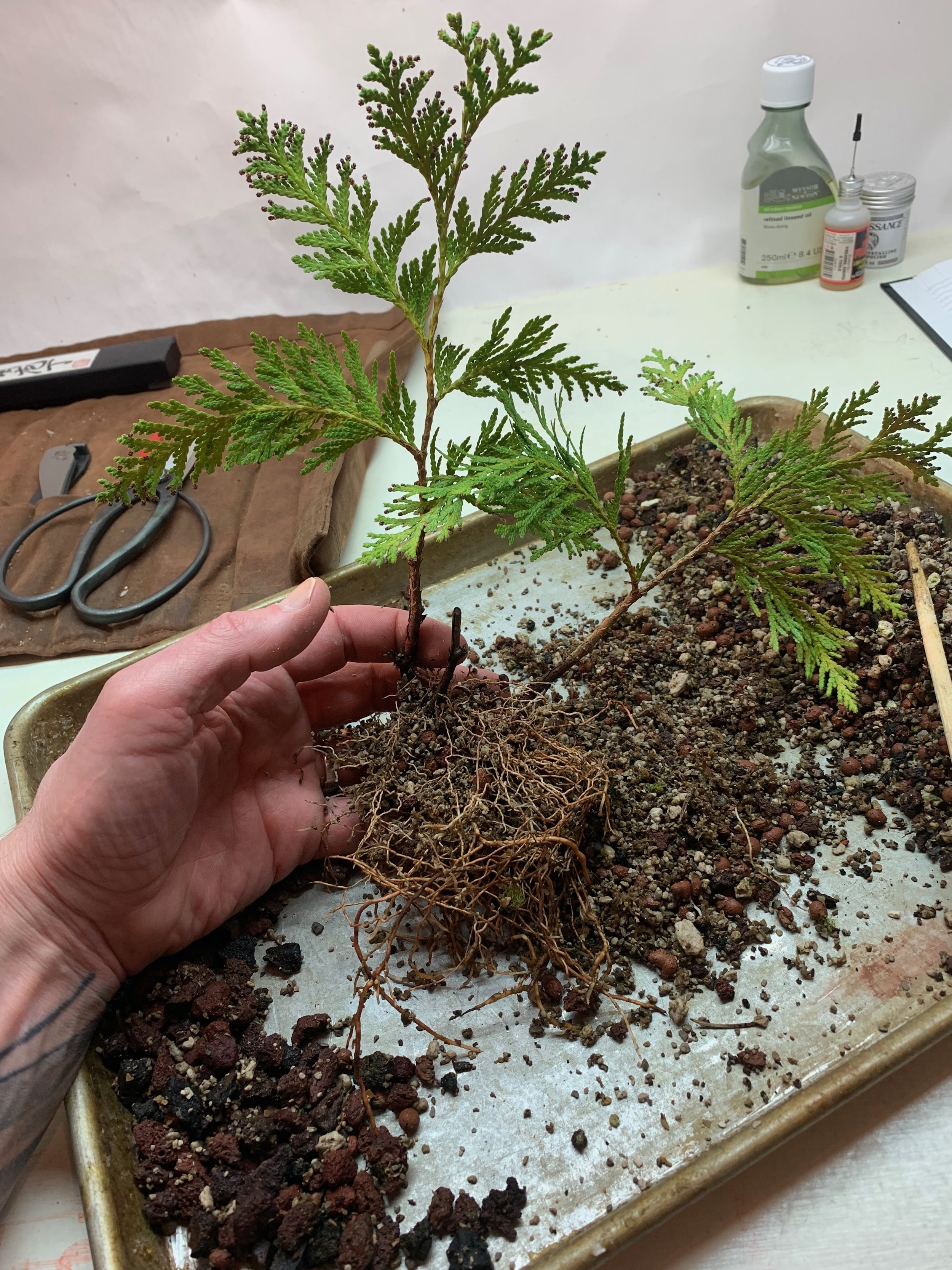 Jesus Tree - Potting Sept 18 2023 Cuttings