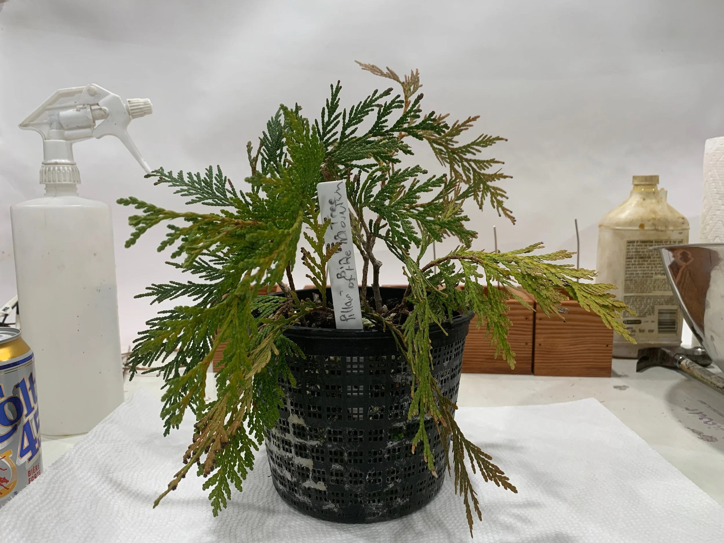 Pillar of the Mountain - about to be potted - Western Red Cedar cuttings - Thuja Plicata