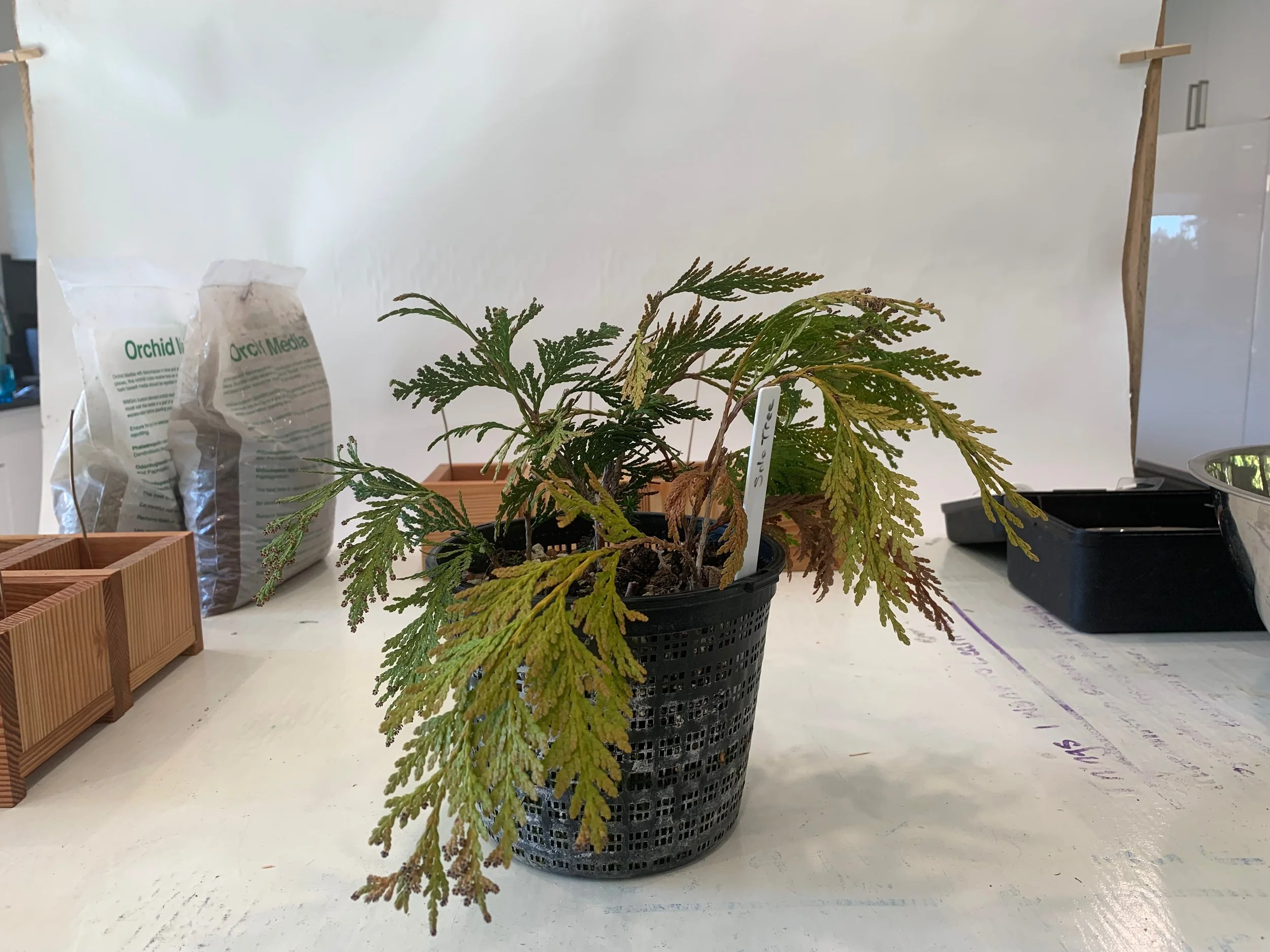 Solo Tree - about to be potted - Western Red Cedar cuttings