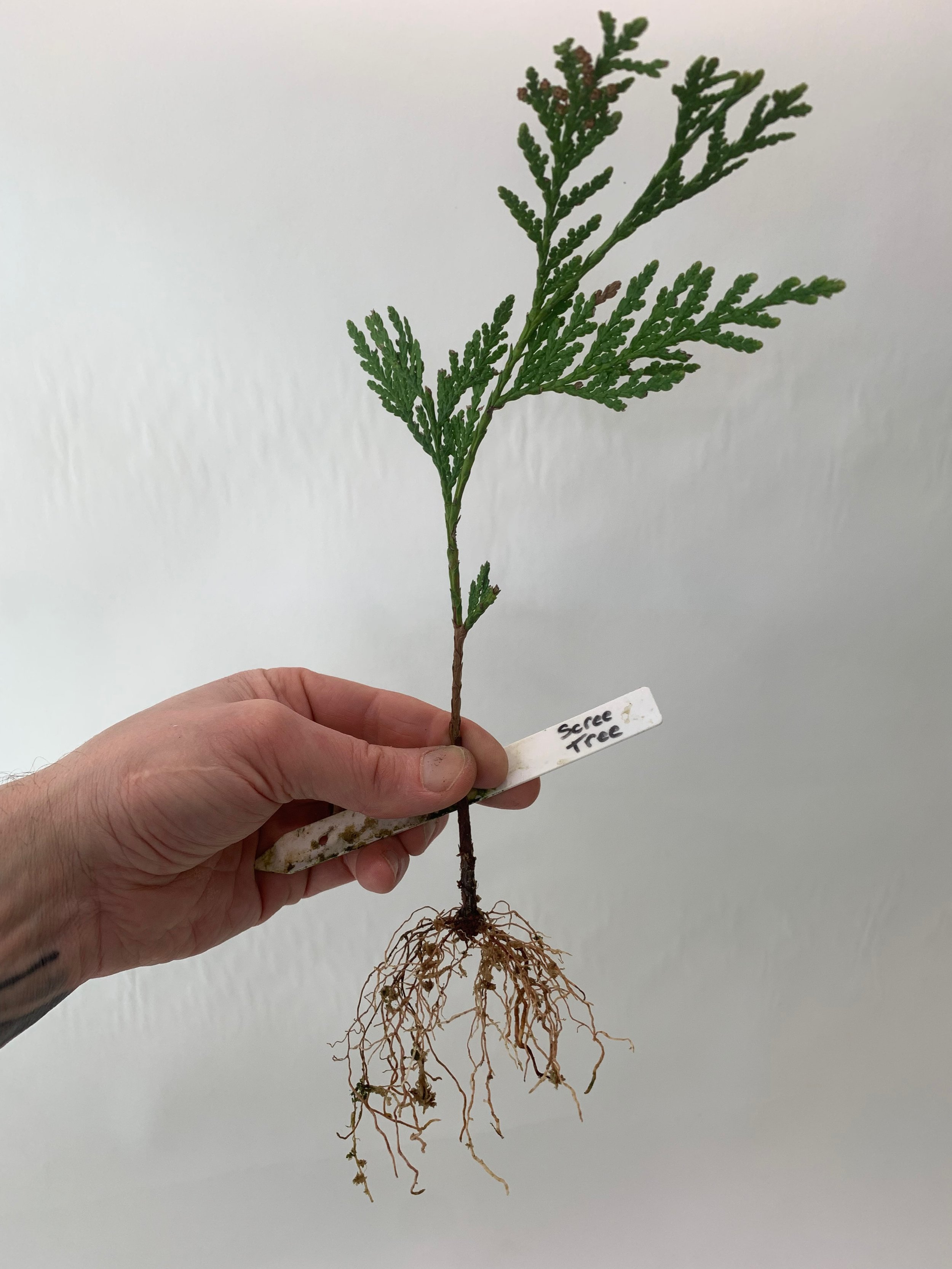 Scree Tree - cutting - Western Red Cedar cuttings