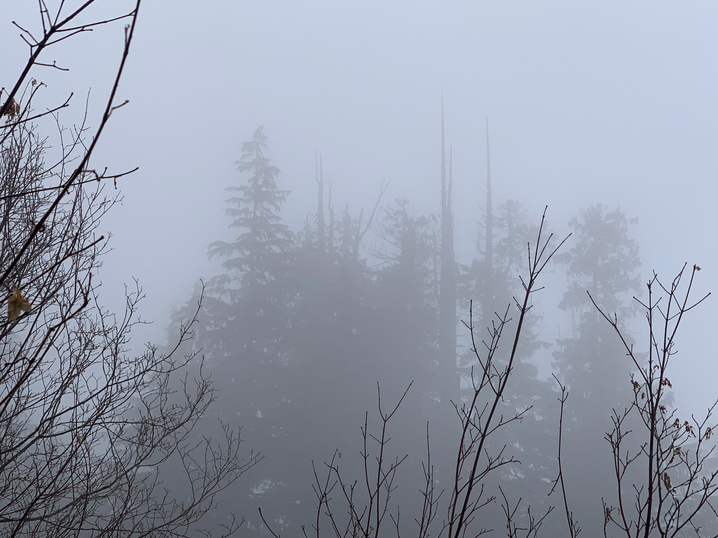 Discovering Scree Tree