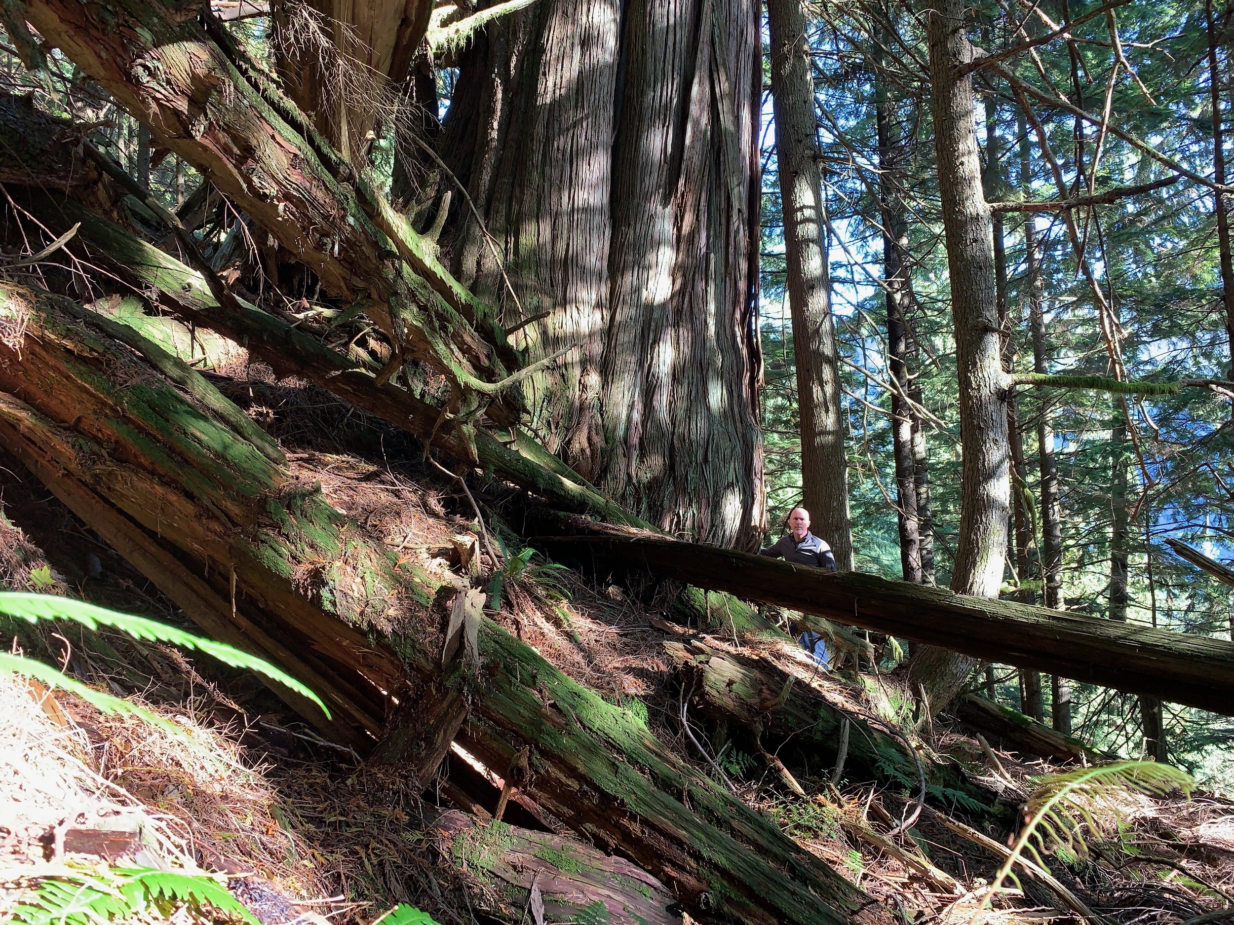 Lost Tree - Found