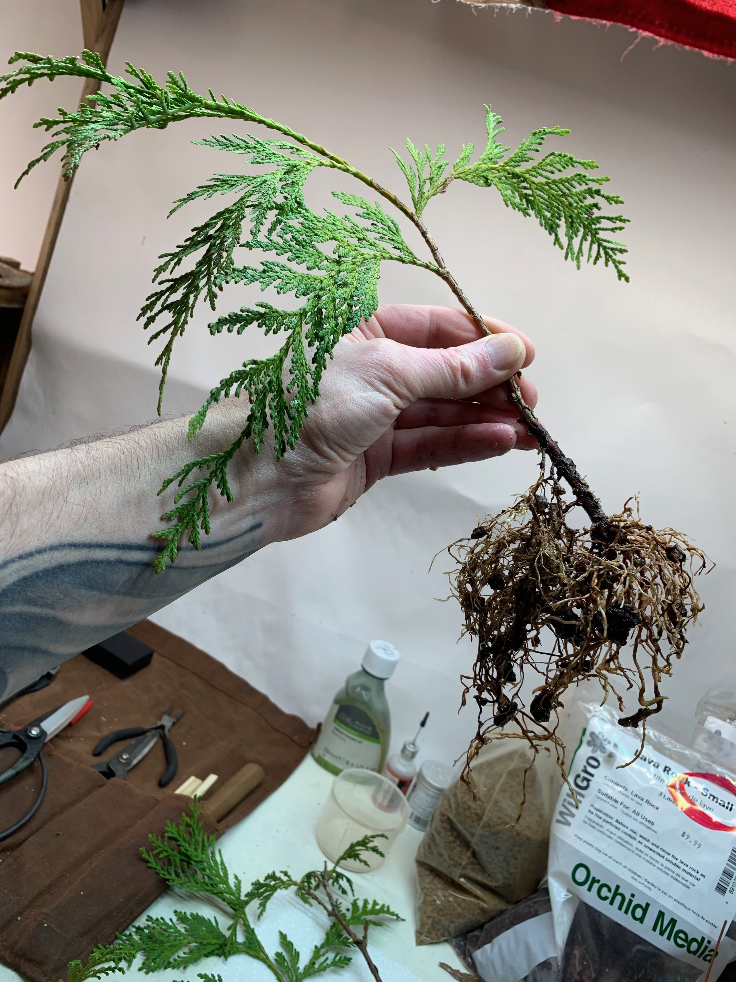Scree Tree - Sept 18 2023 Healthy Roots - Thuja Plicata