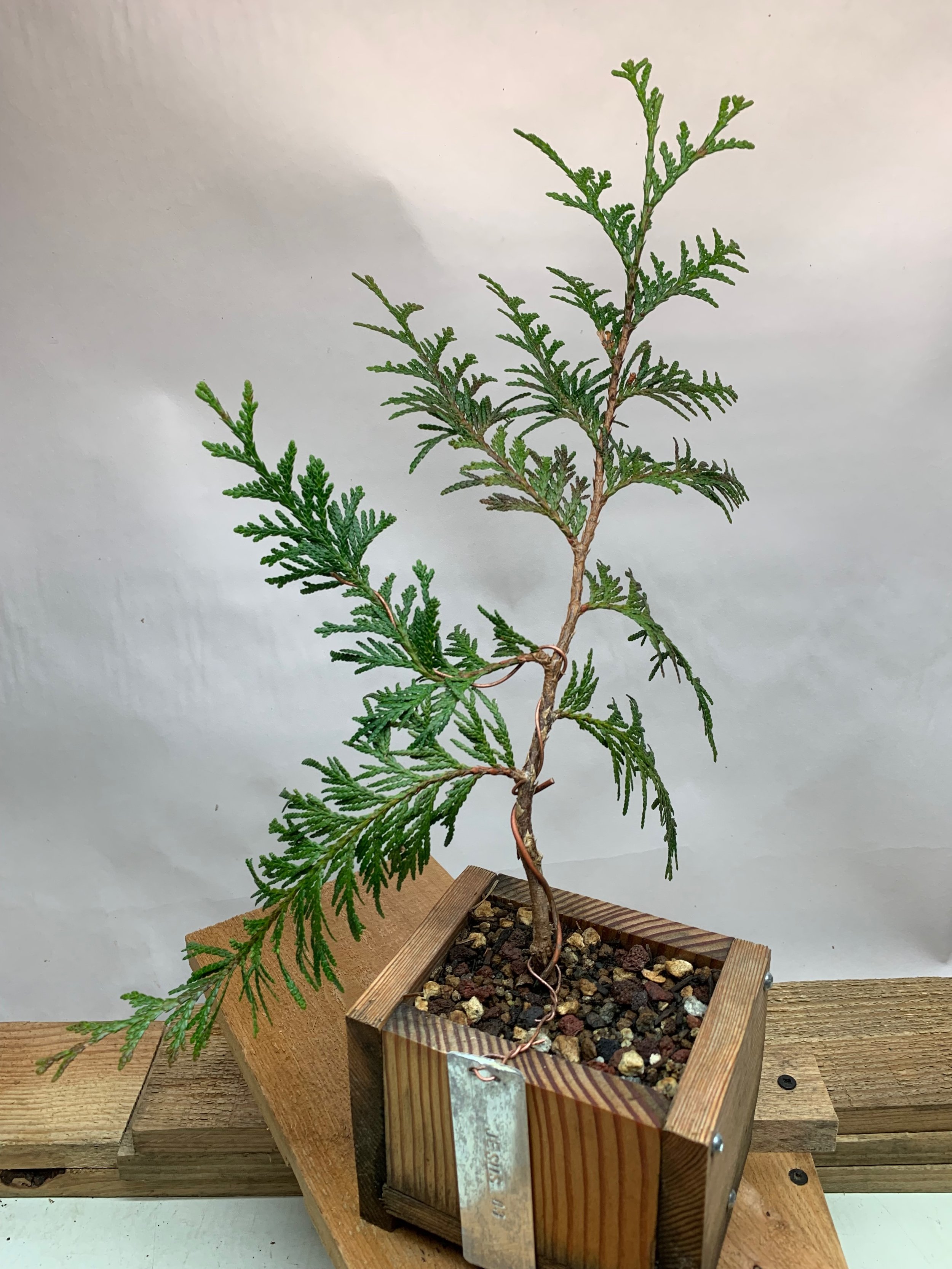 Jesus Tree 03 - Western Red Cedar propagated clone / cutting - Thuja Plicata