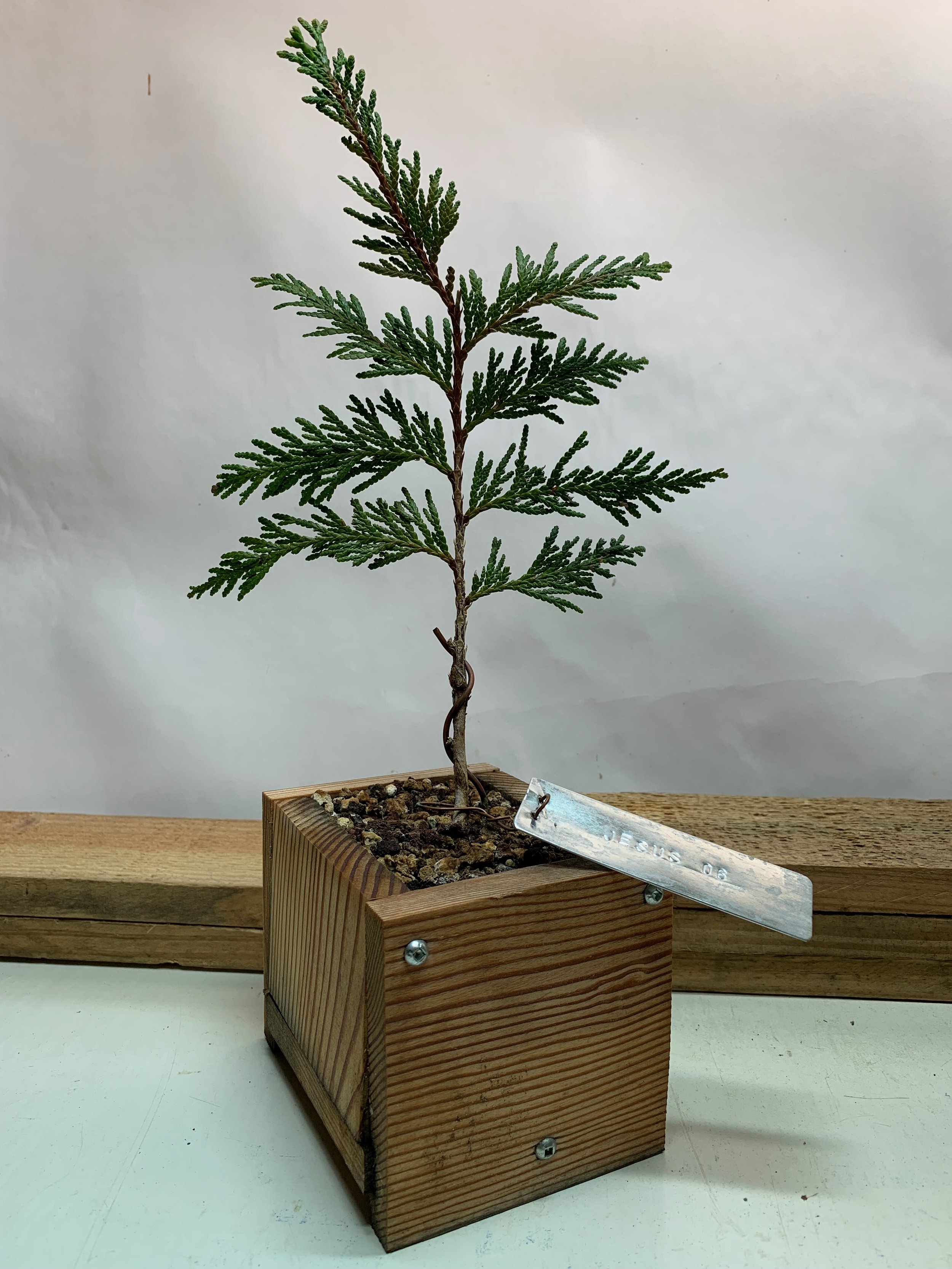 Jesus Tree 06 - Western Red Cedar propagated clone / cutting - Thuja Plicata