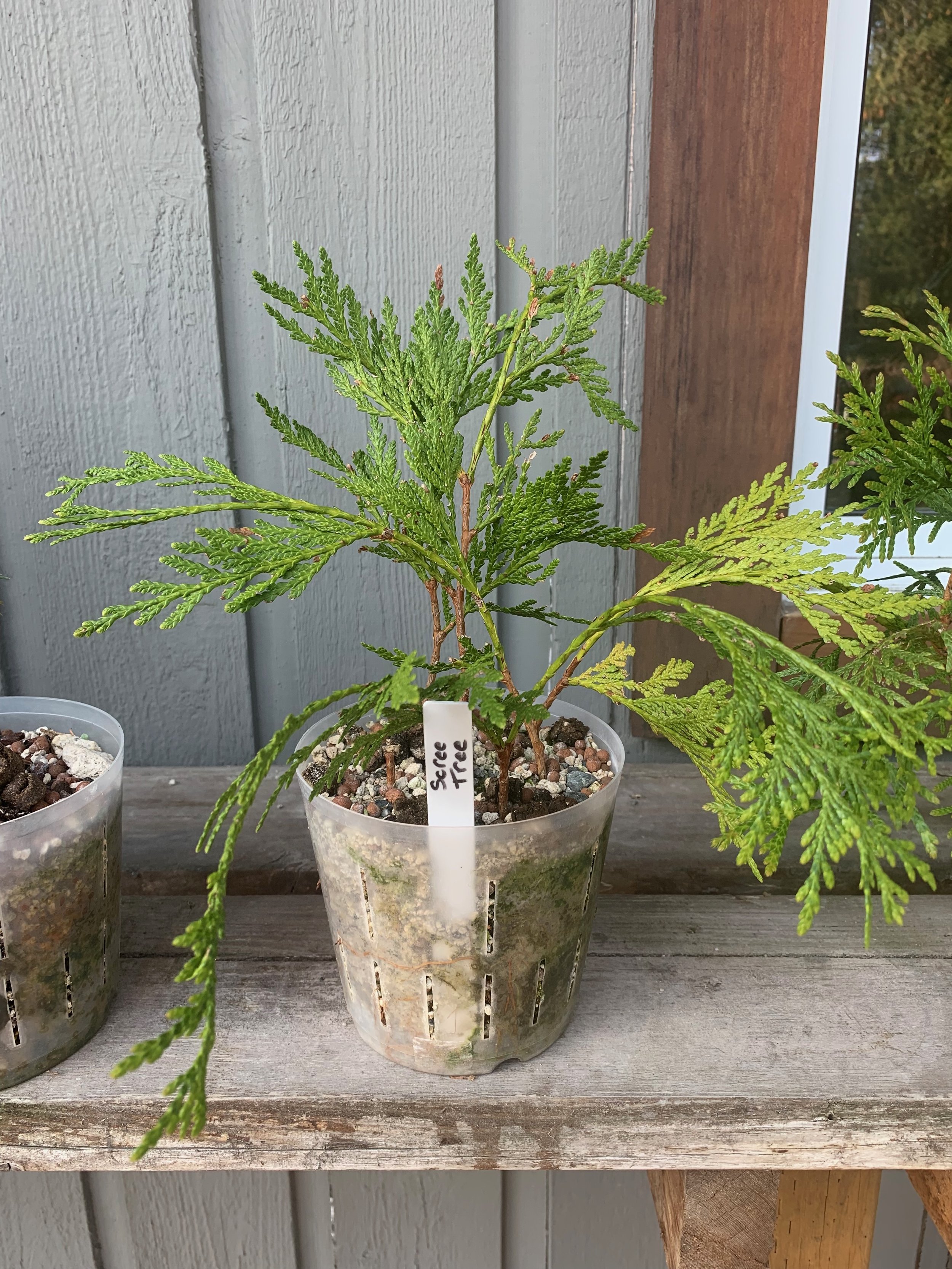 Scree Tree - On the bench