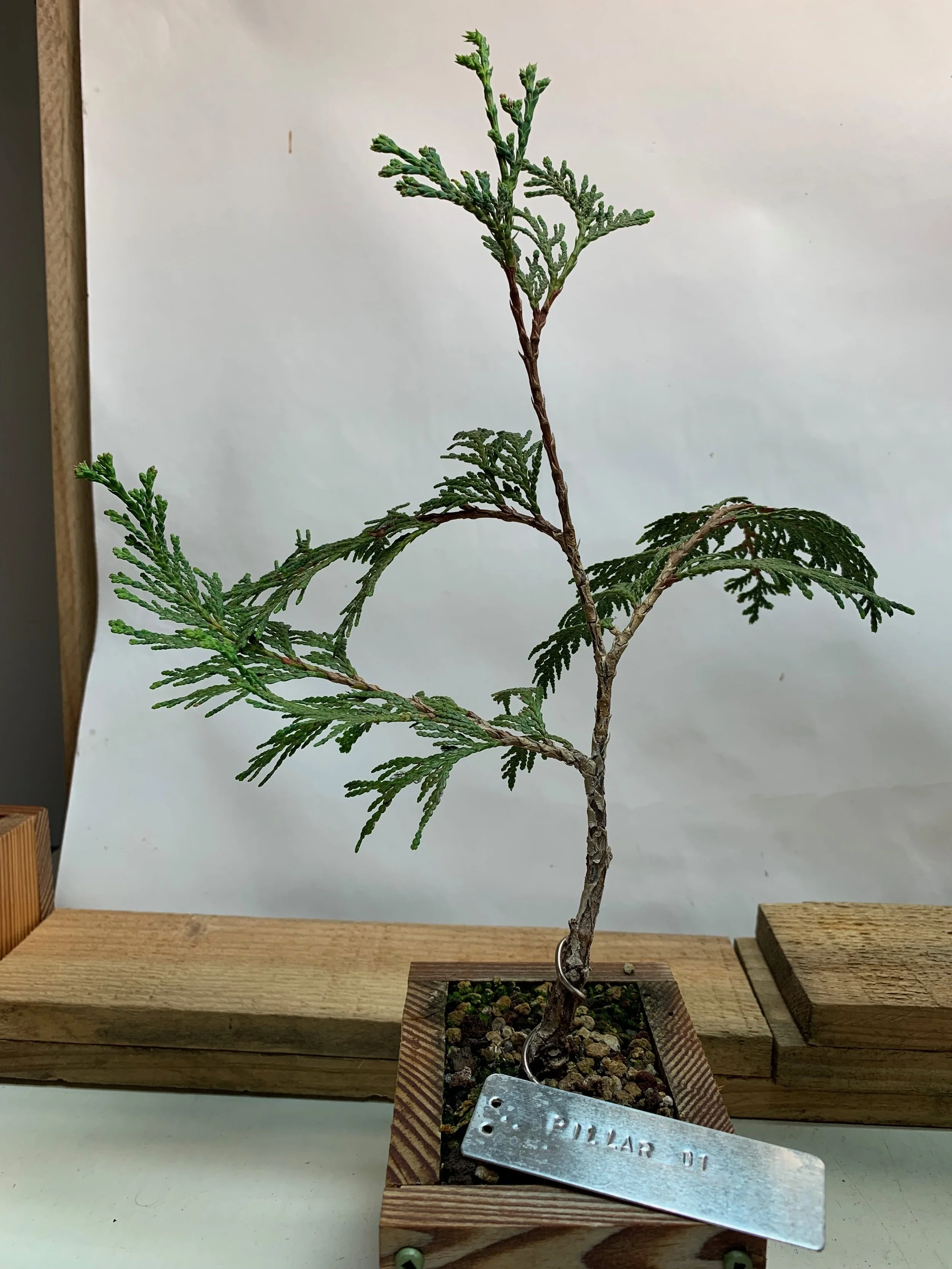 Pillar of the Mountain 01 - Western Red Cedar propagated clone from cutting - Thuja Plicata
