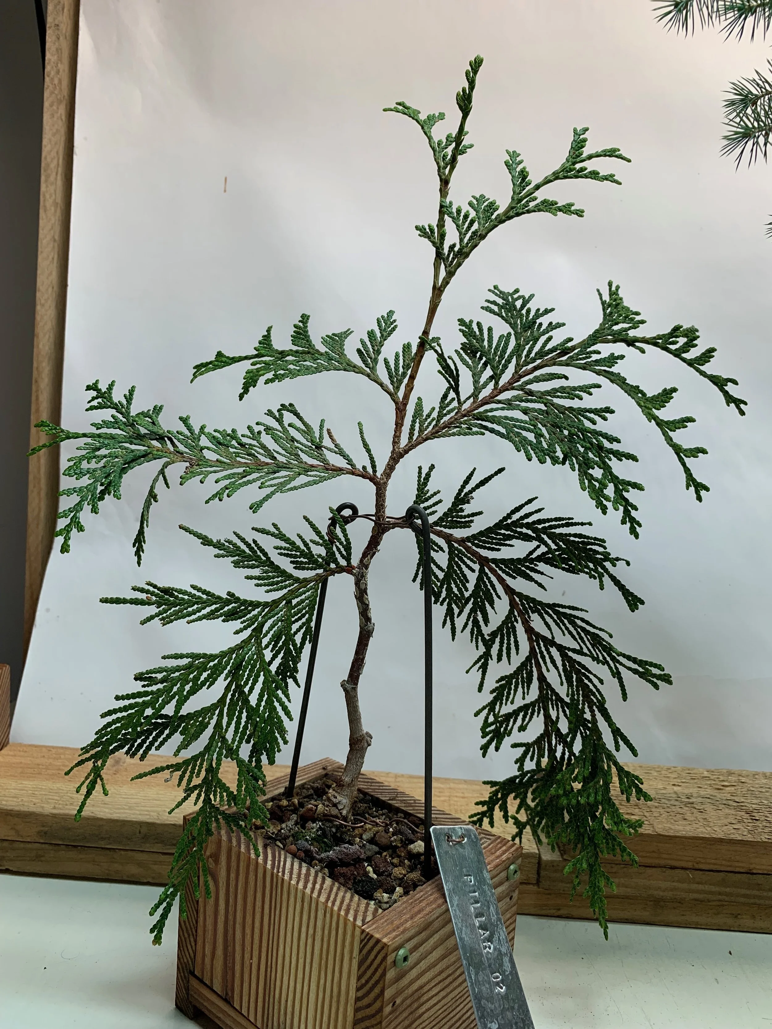 Pillar of the Mountain 02 - Western Red Cedar propagated clone from cutting - Thuja Plicata
