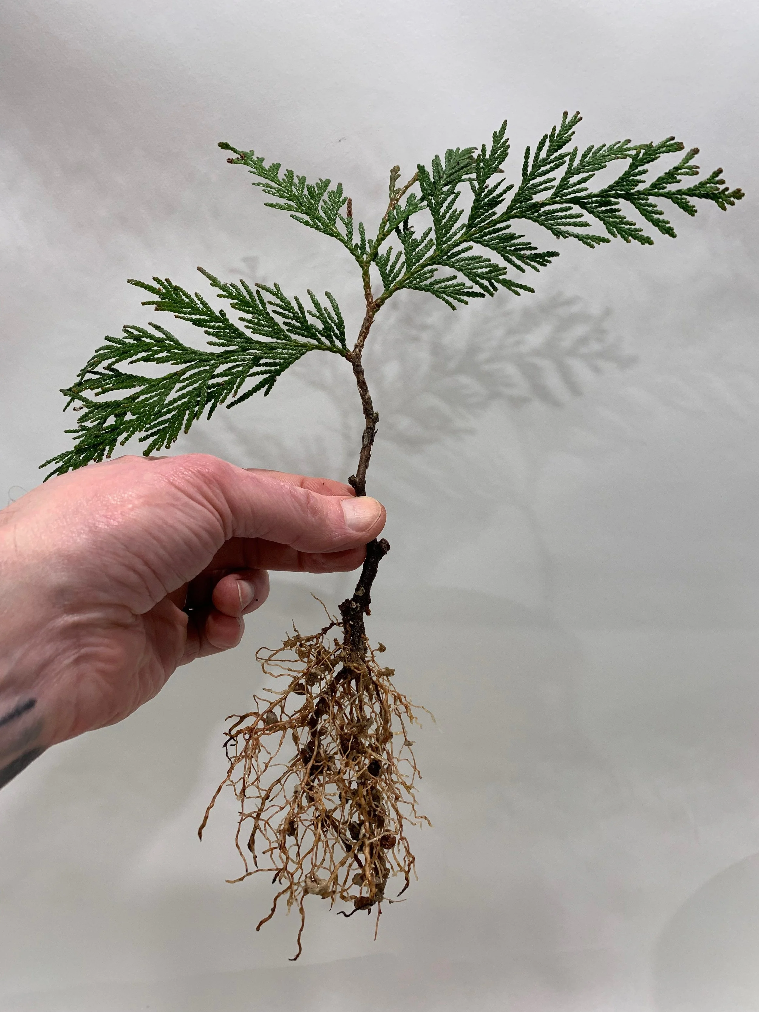 Pillar of the Mountain 02 - roots - Western Red Cedar cutting - - Thuja Plicata