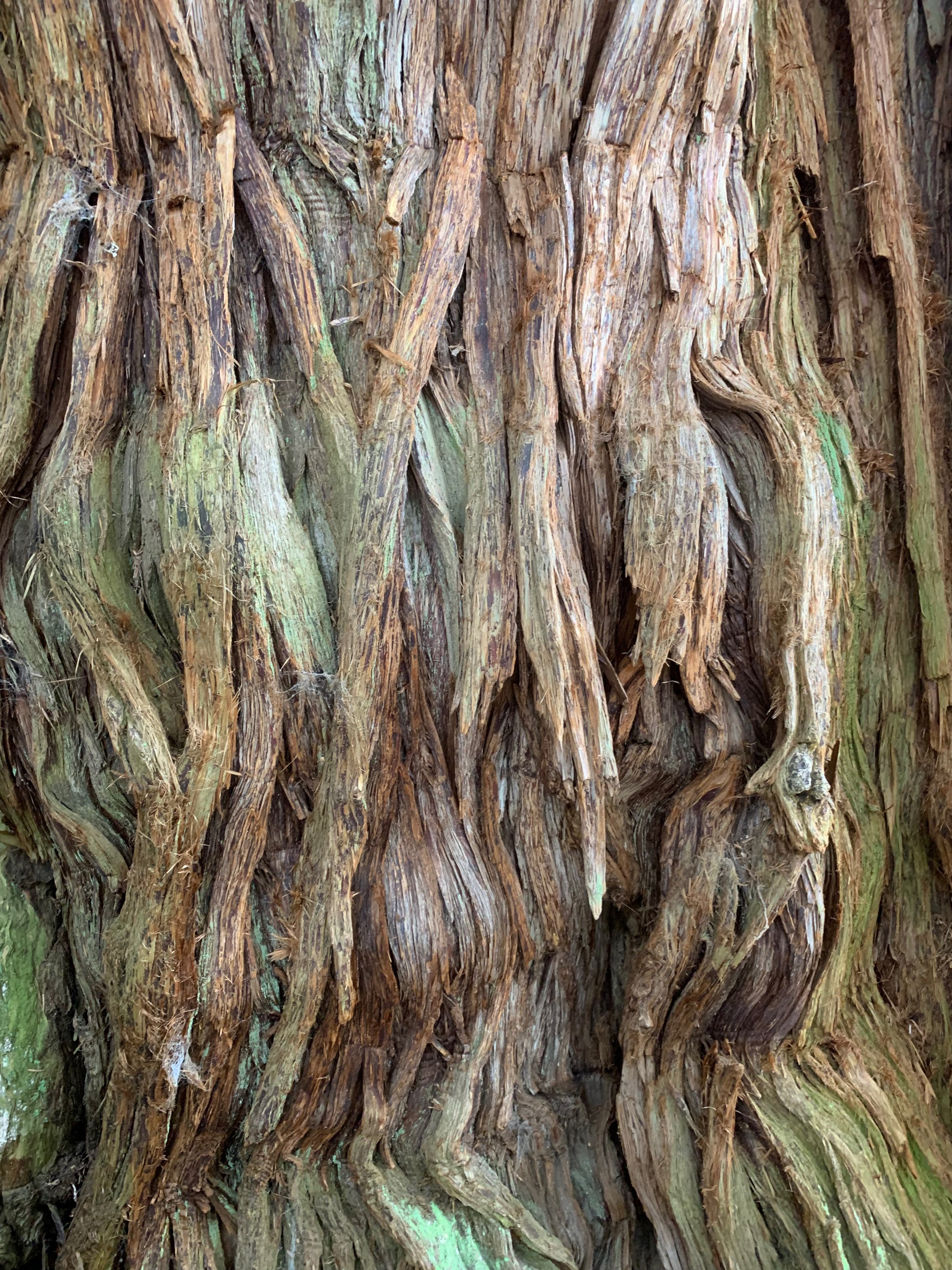 Jesus Tree - Bark 01 - Thuja Plicata
