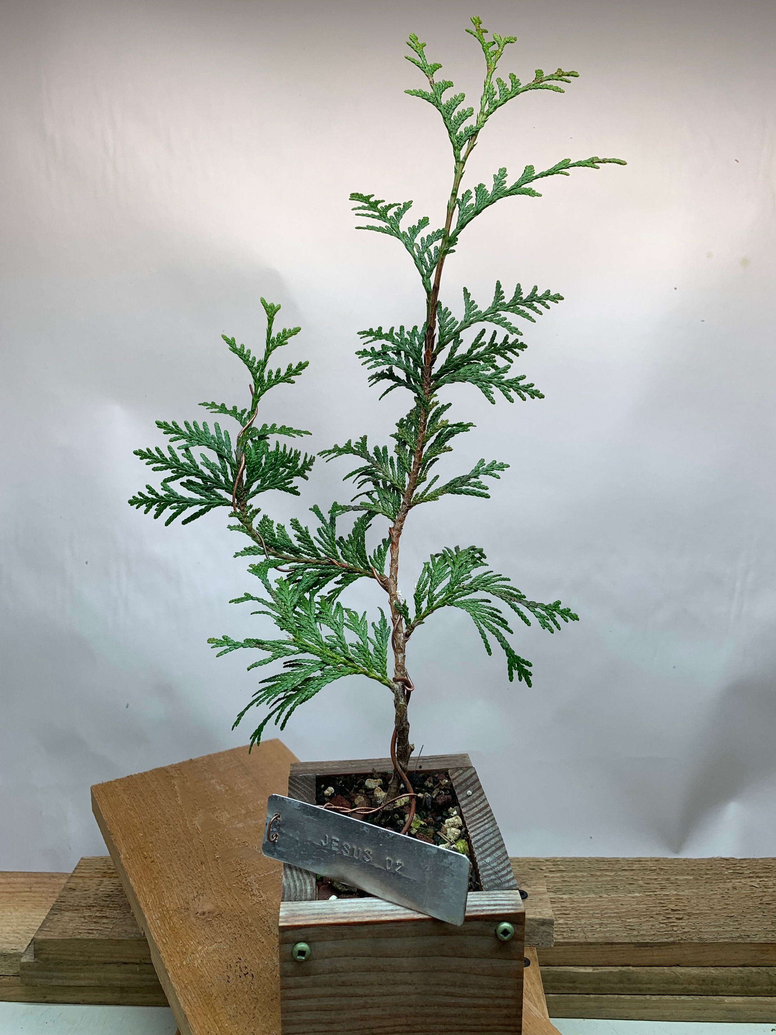 Jesus Tree 02 - Western Red Cedar propagated clone / cutting - Thuja Plicata