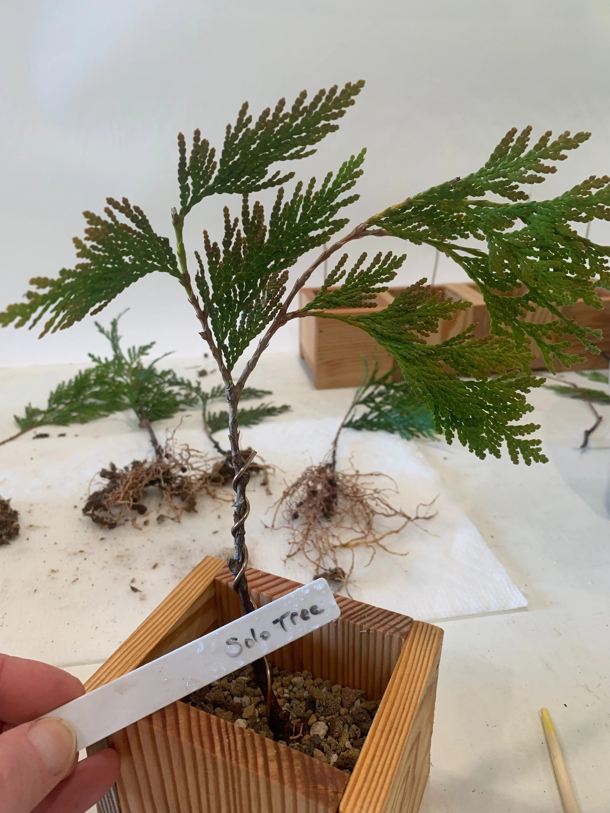 Solo Tree - potted rooted cutting - Western Red Cedar cutting - Thuja Plicata