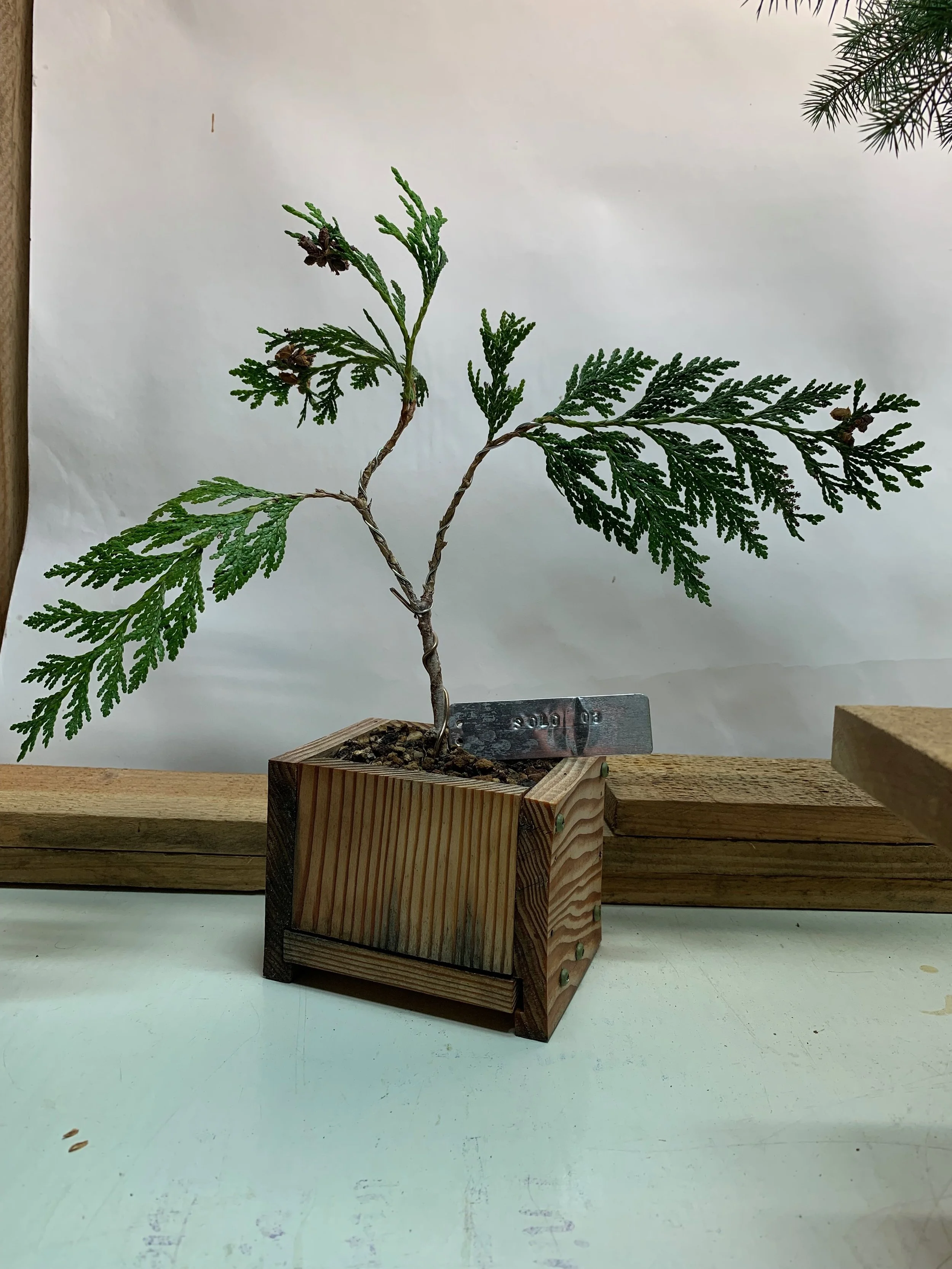 Solo Tree 03 - Western Red Cedar clone from cutting - Thuja Plicata