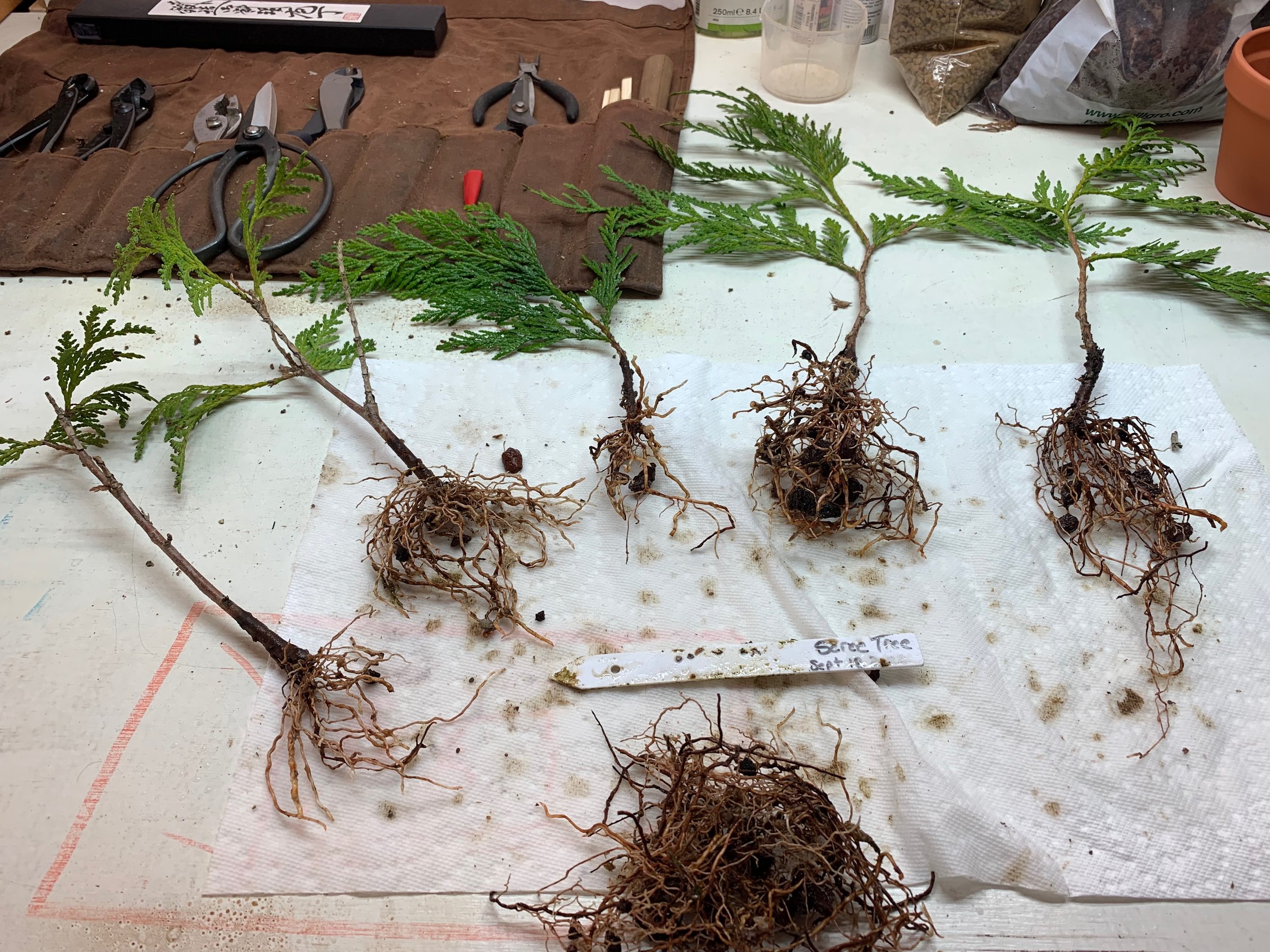 Scree Tree from Sept 18 2023 Results - Thuja Plicata