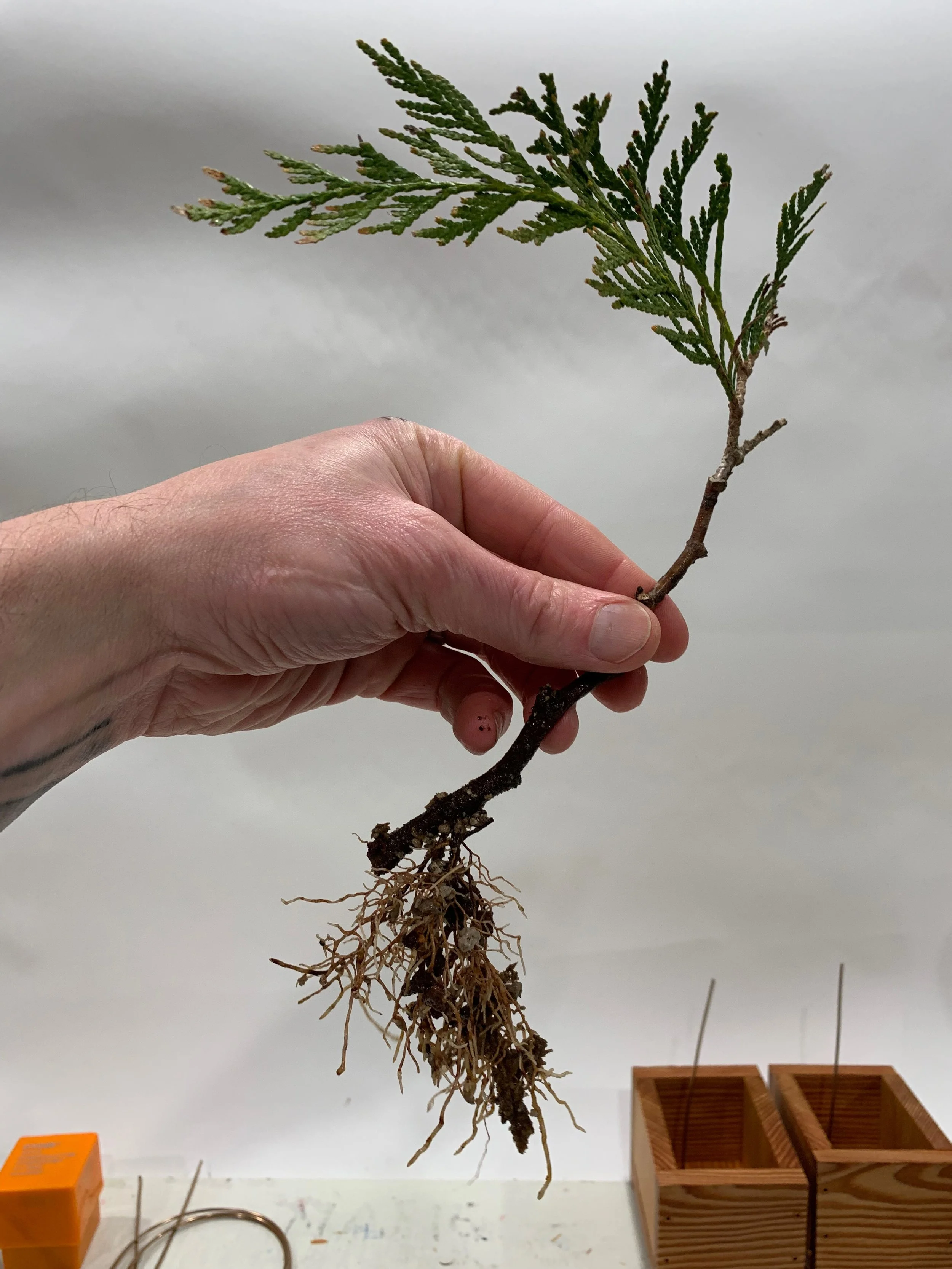Pillar of the Mountain 03 - roots - Western Red Cedar cutting - - Thuja Plicata