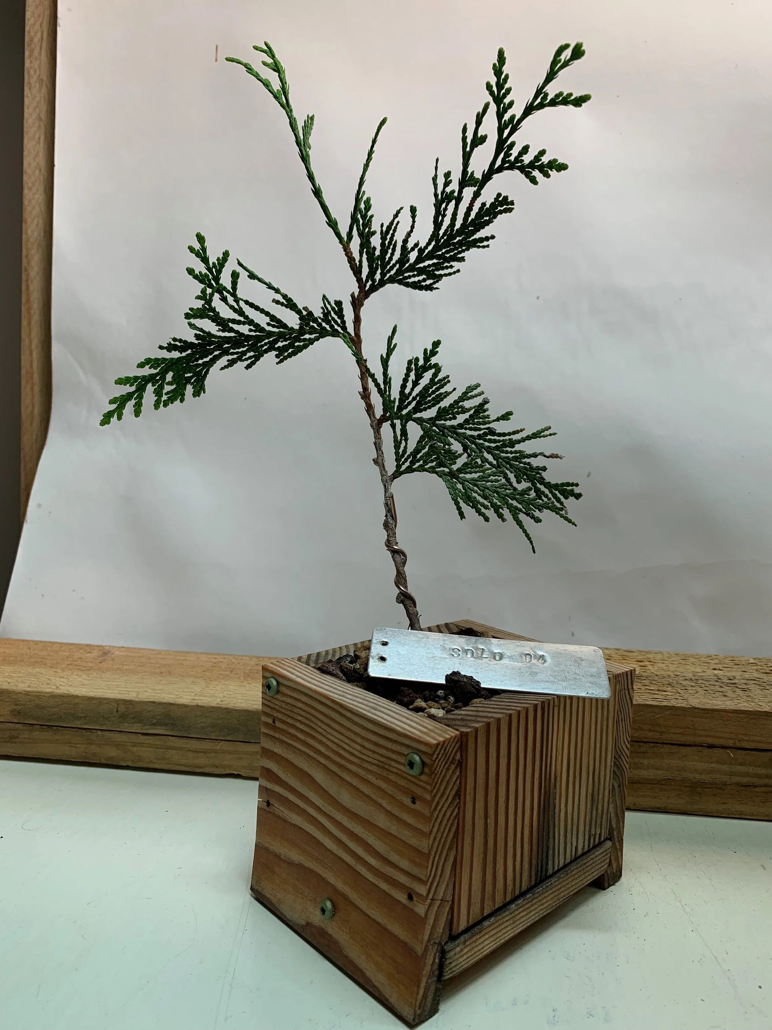 Solo Tree 04 - Western Red Cedar clone from cutting - Thuja Plicata