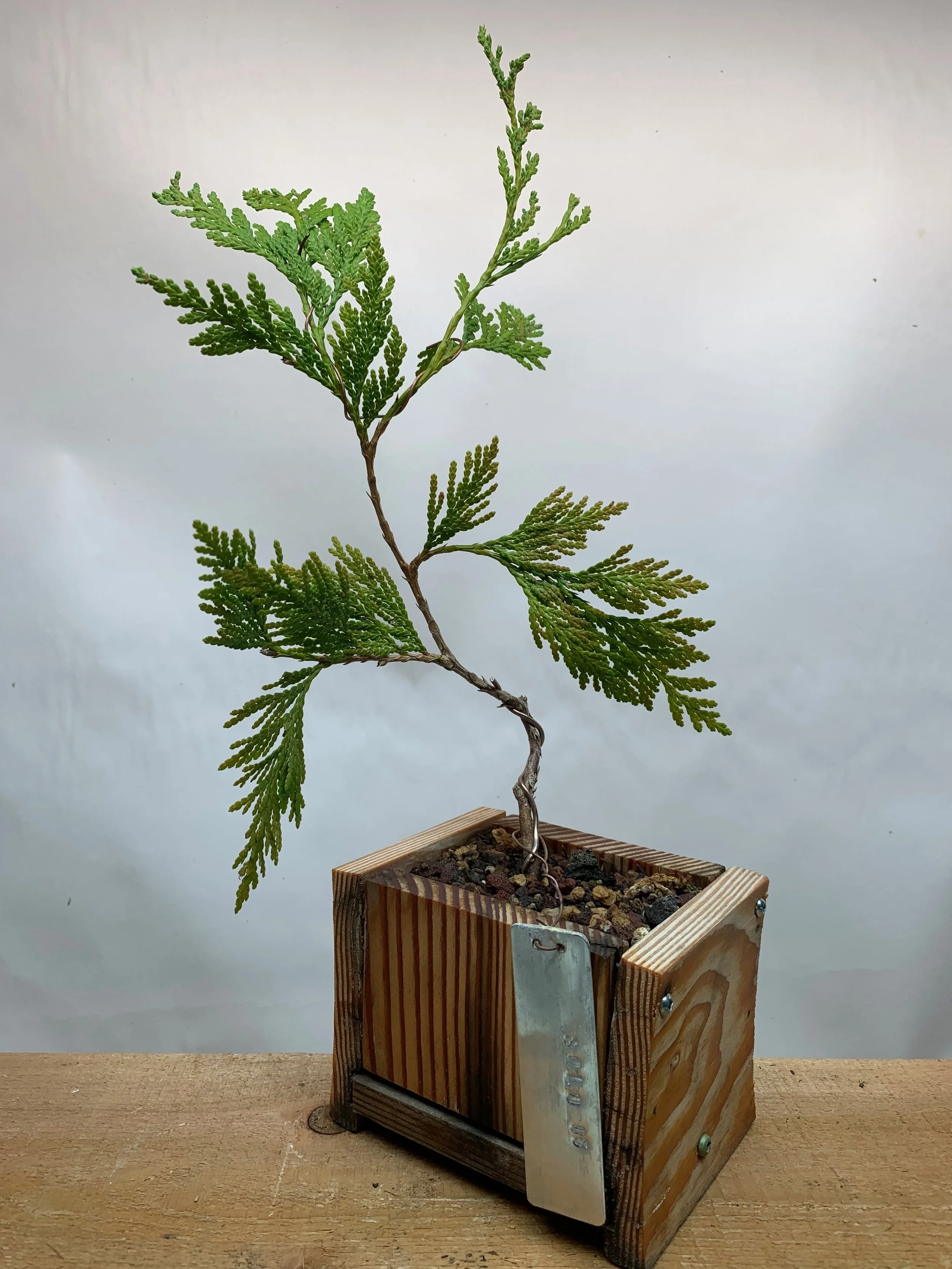 Solo Tree 05 - Western Red Cedar clone from cutting - Thuja Plicata