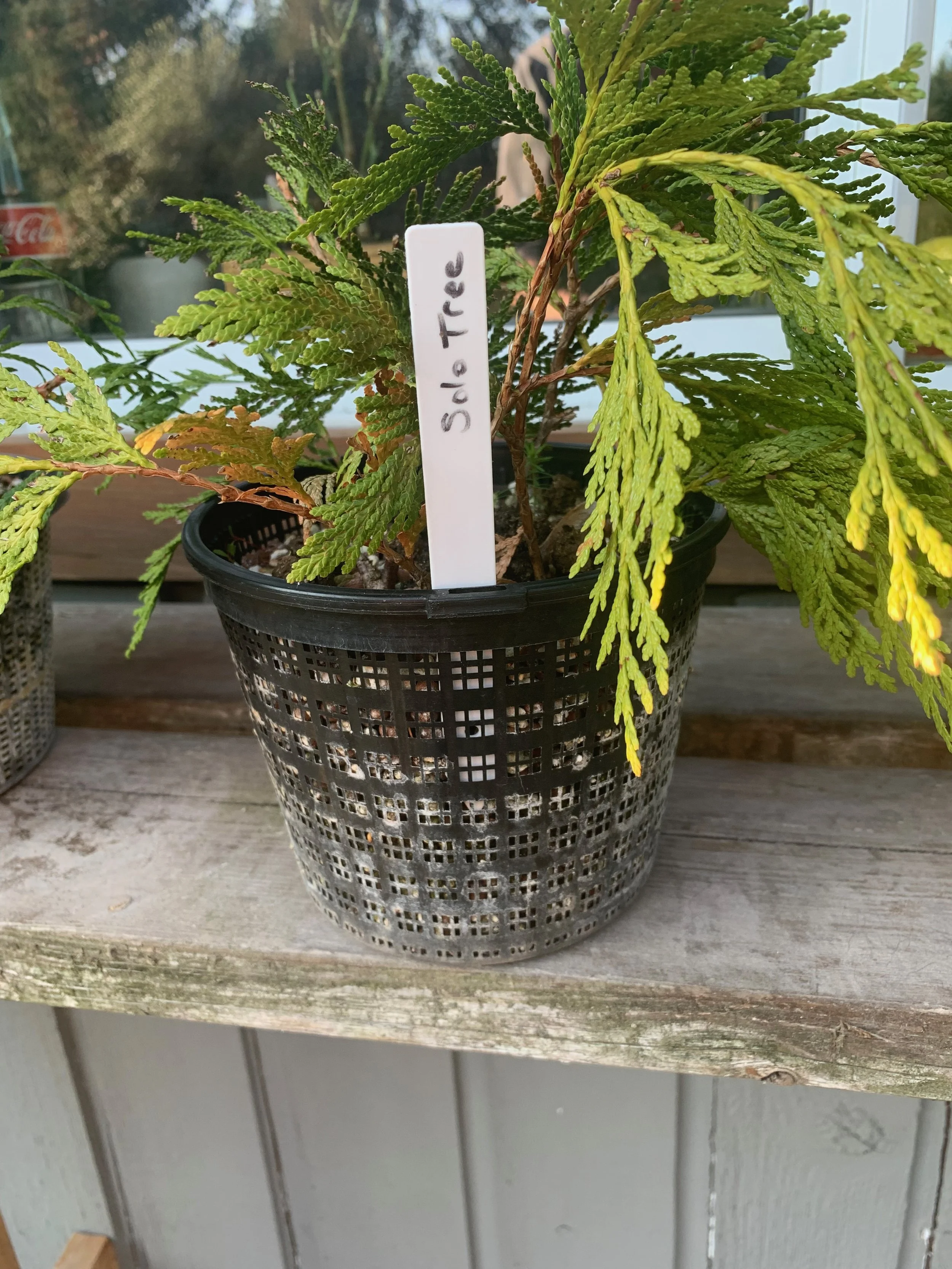 Western Red Cedar (Thuja Plicata) cuttings. Propagation of an old-growth Western Red Cedar.