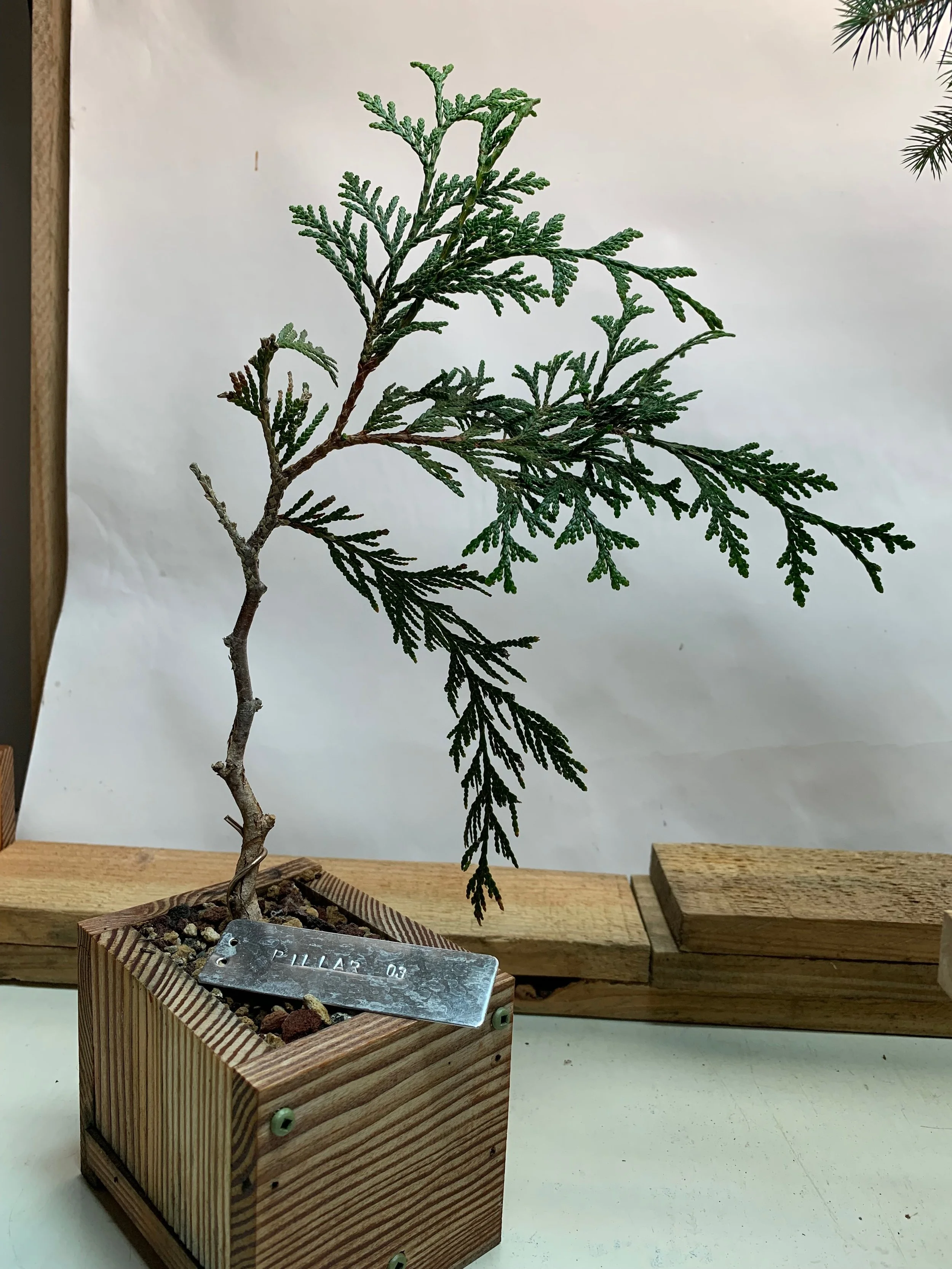 Pillar of the Mountain 03 - Western Red Cedar propagated clone from cutting - Thuja Plicata