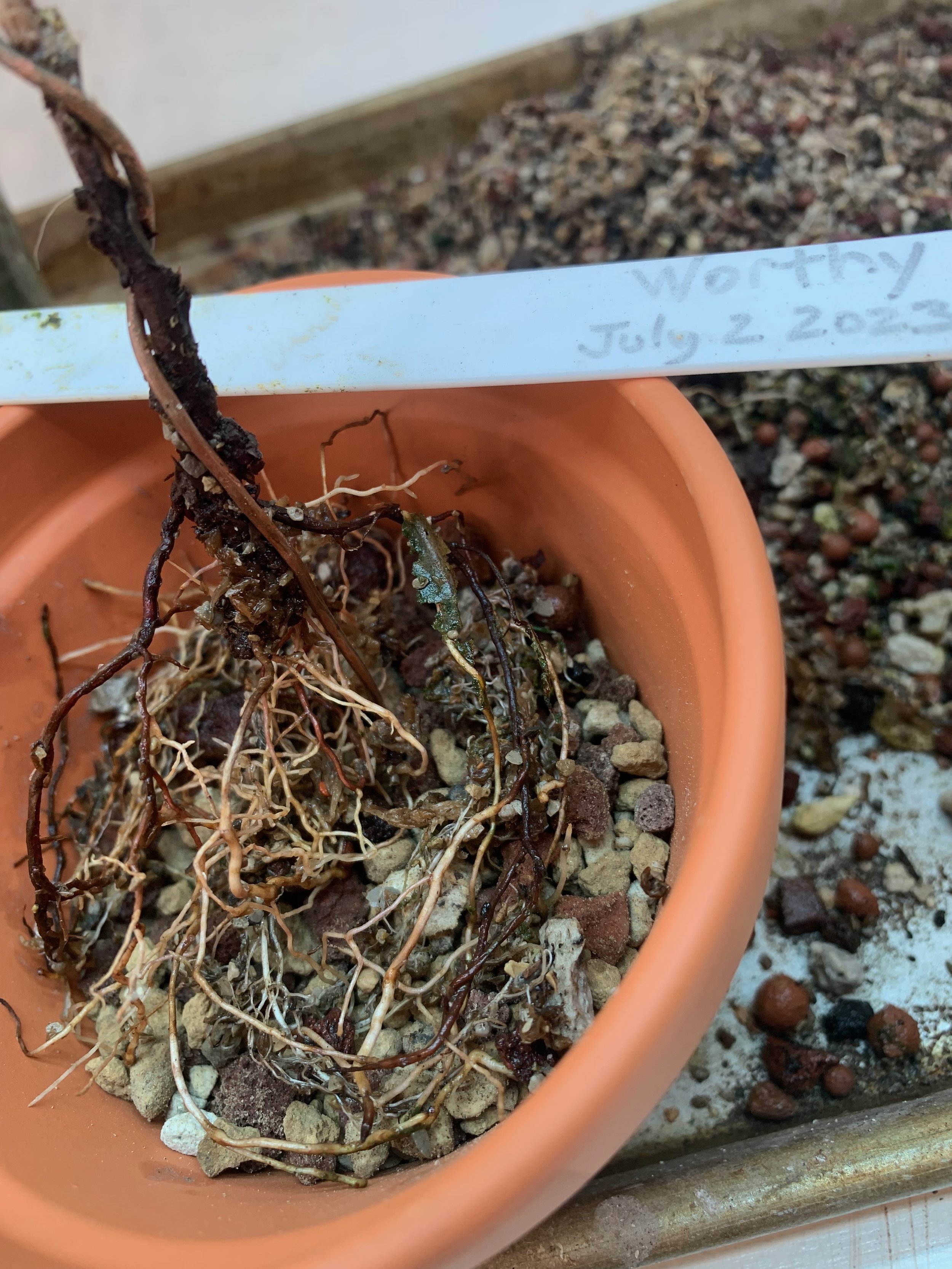 Worthy 02 - Roots in Pot