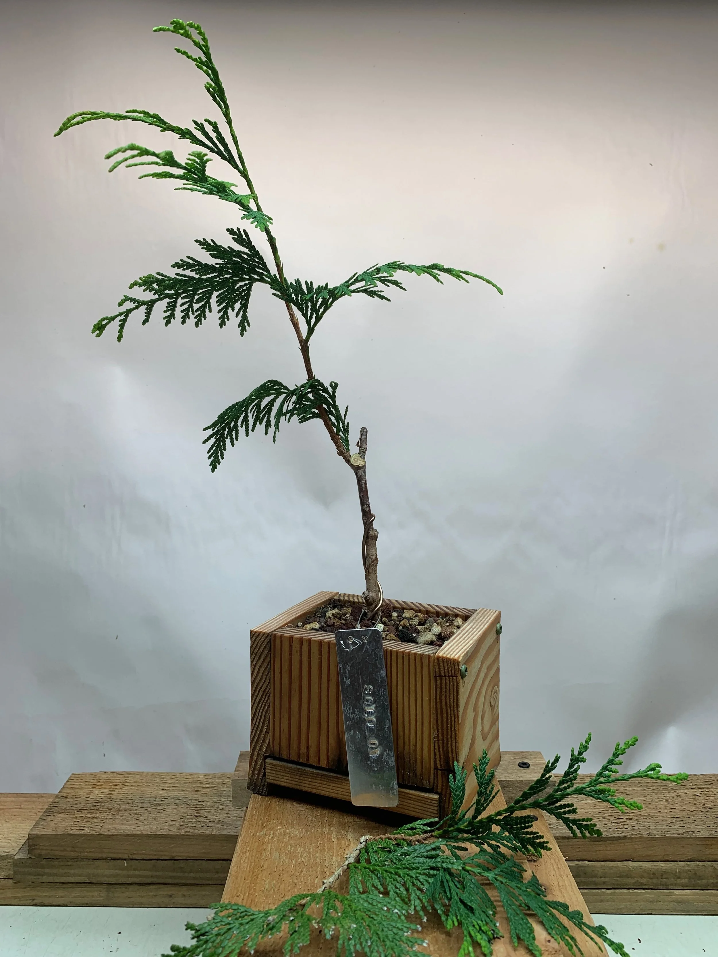 Solo Tree 01 - Western Red Cedar clone from cutting - Thuja Plicata