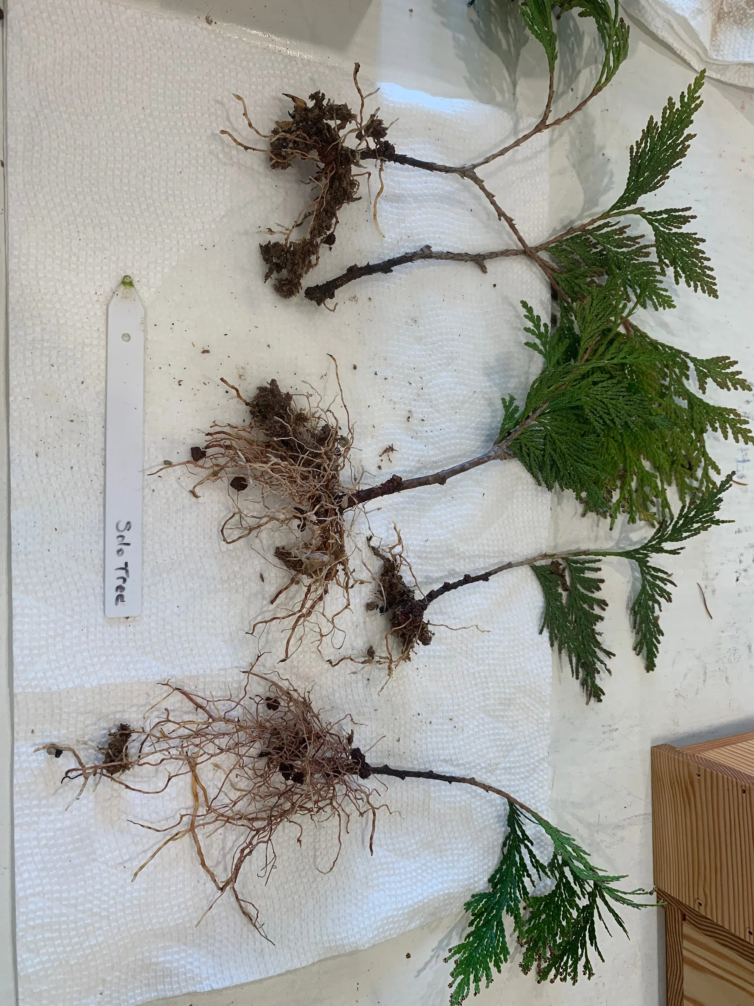 Solo Tree - rooted cuttings results - Western Red Cedar cuttings - Thuja Plicata