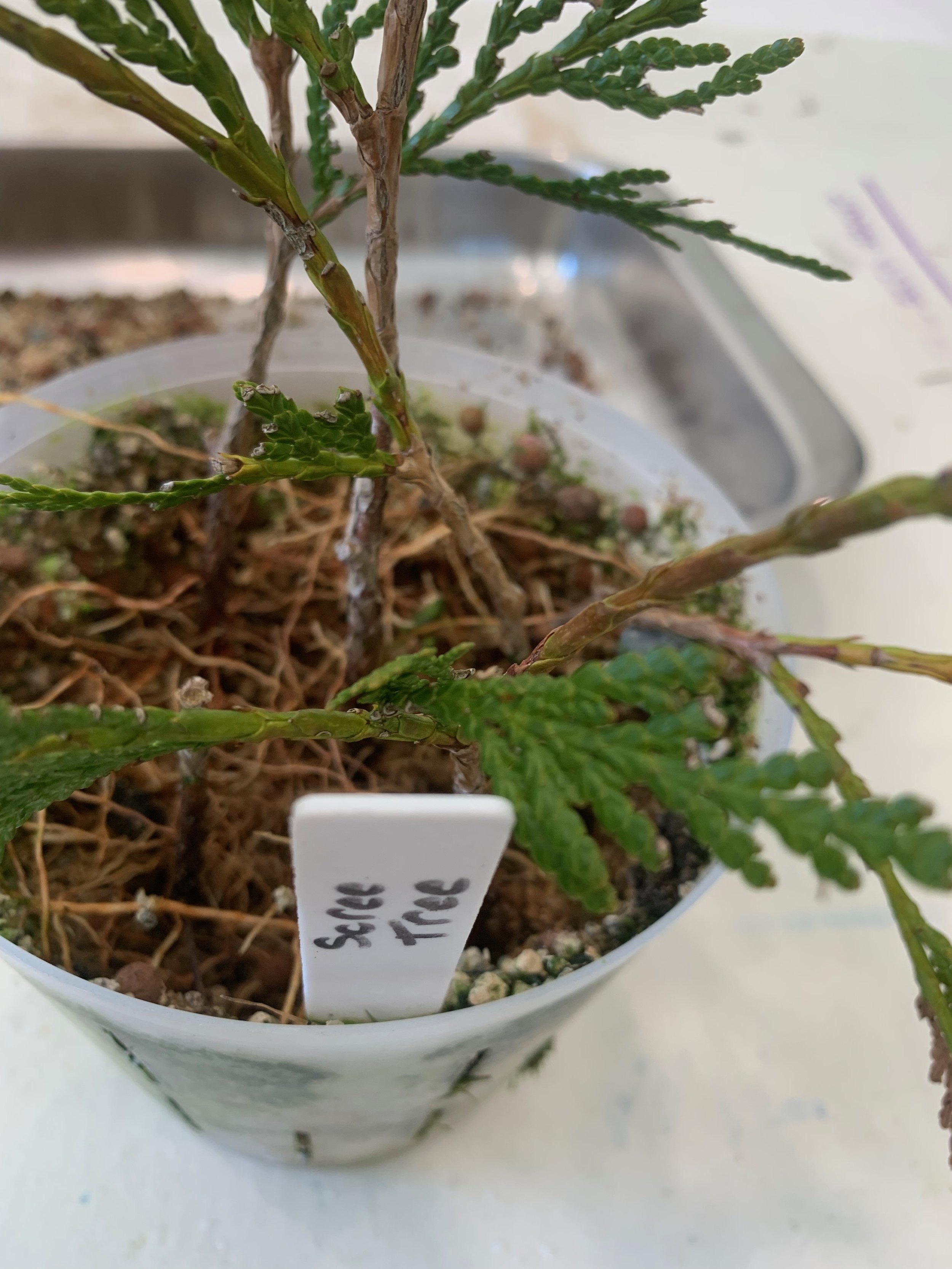 Scree Tree - first batch - Western Red Cedar cuttings - Thuja Plicata