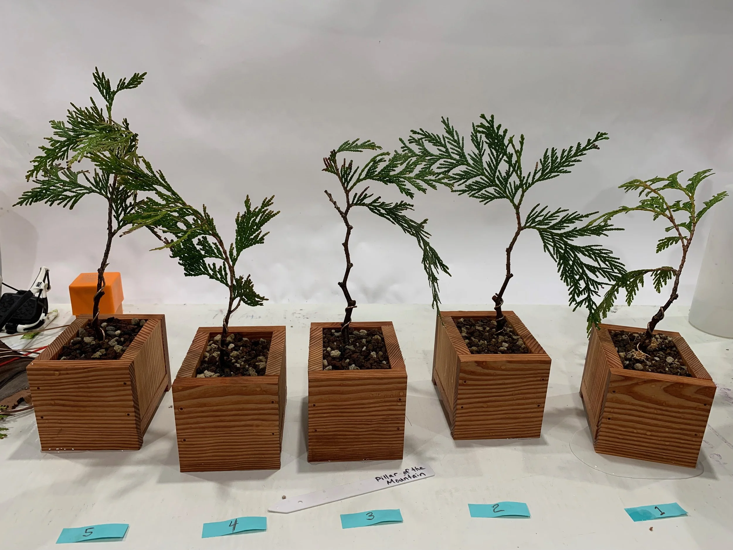 Pillar of the Mountain - 01, 02, 03, 04 and 05 - Western Red Cedar cuttings - Thuja Plicata