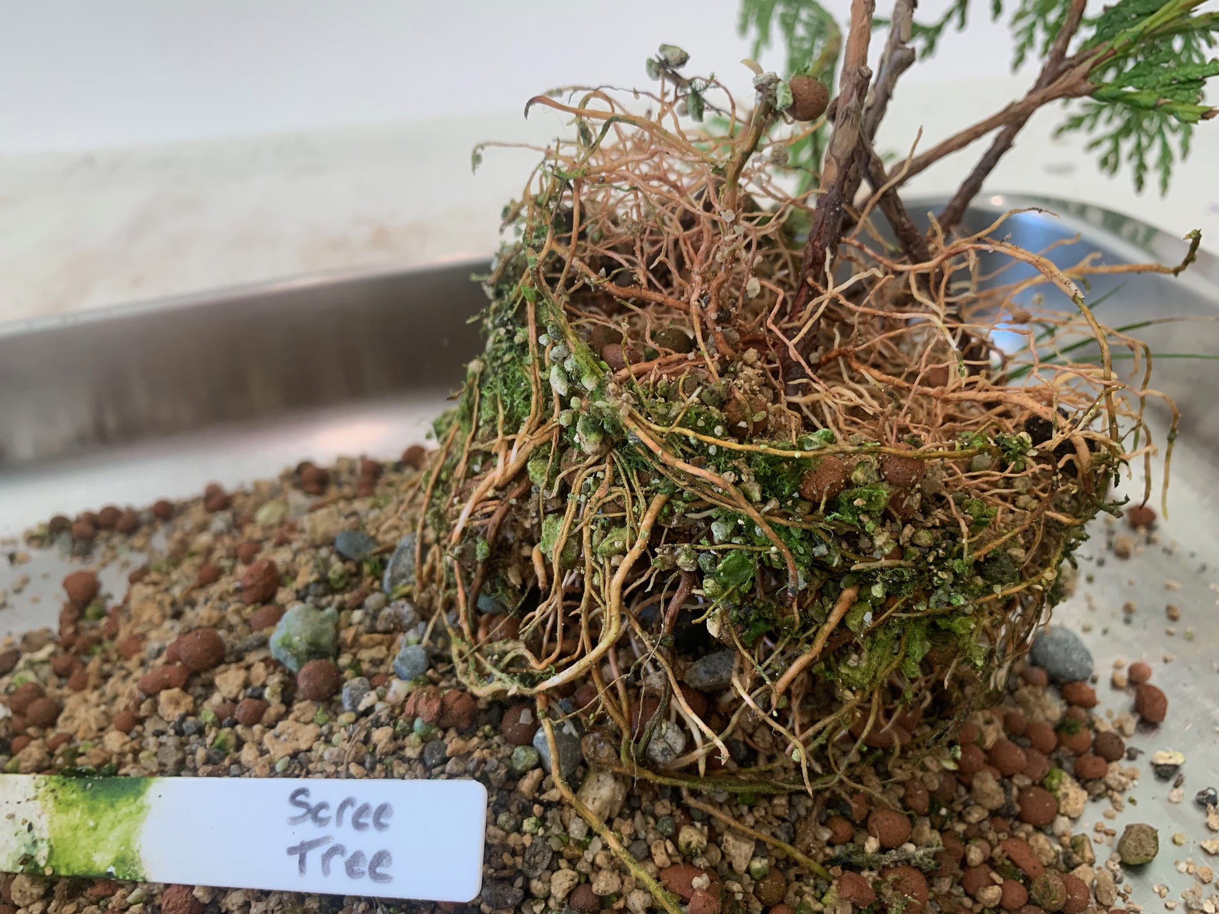 Scree Tree - root ball - Western Red Cedar cuttings - Thuja Plicata