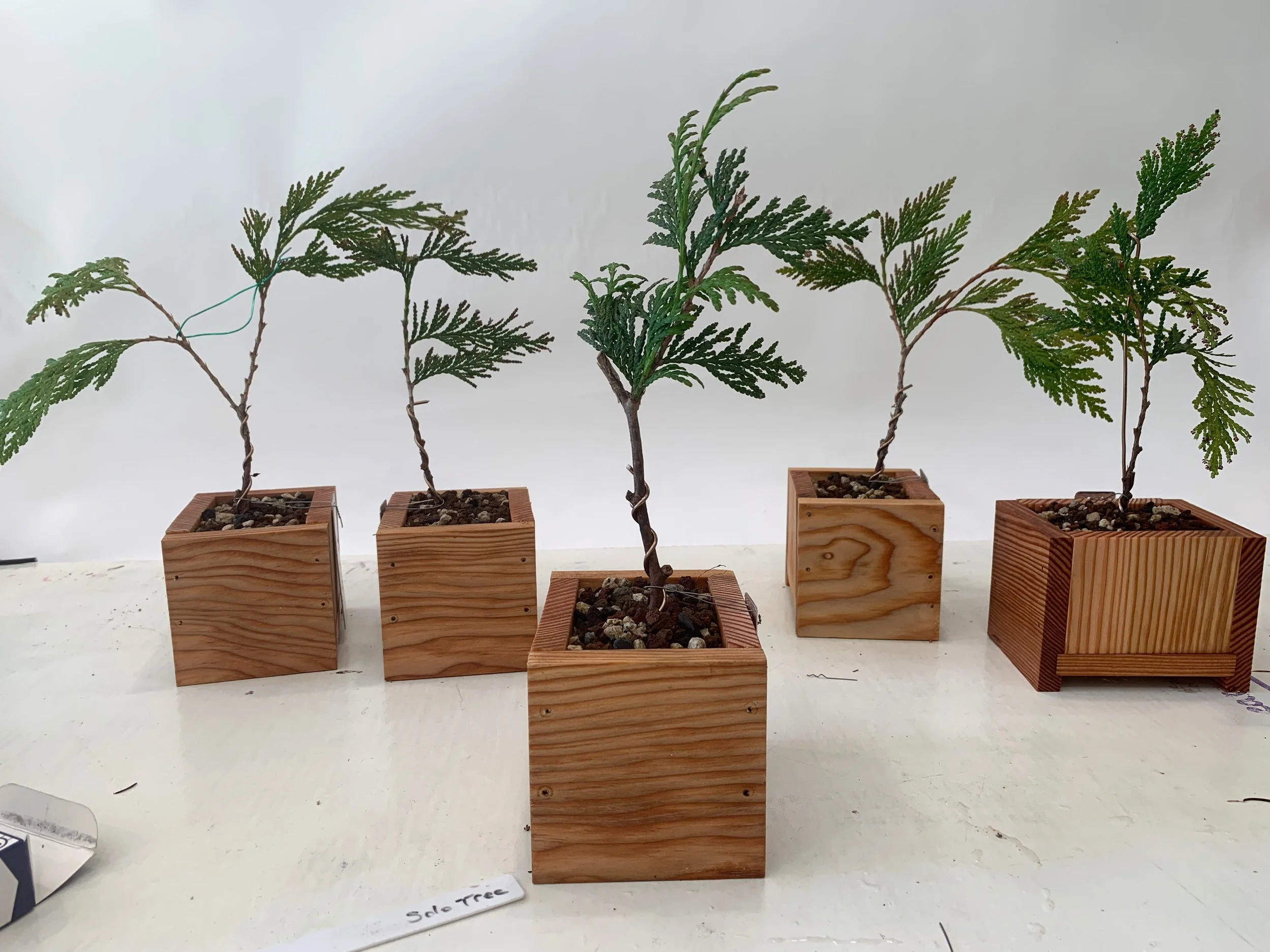 Solo Tree - 01, 02, 03, 04, 05 - Western Red Cedar cuttings
