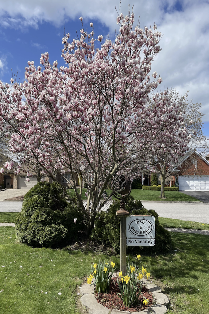 Magnolia Tree LR.png