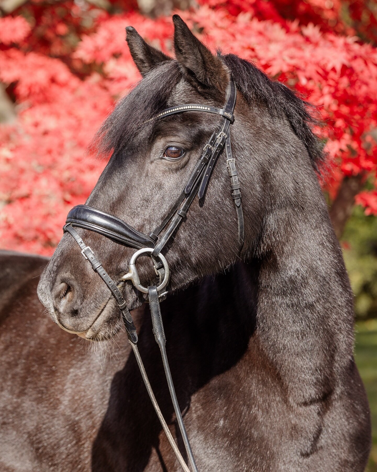 Red tree &amp; black horse = Pure Magic 🪄 

🏷️ 🏷️ #equinephotography #equinephotographer #equinephoto #horsephoto #horseportrait #springvibes #showjumper #dressage #hunterjumper #reining #barrelracing #englishriding #westernriding #buckscounty #bl