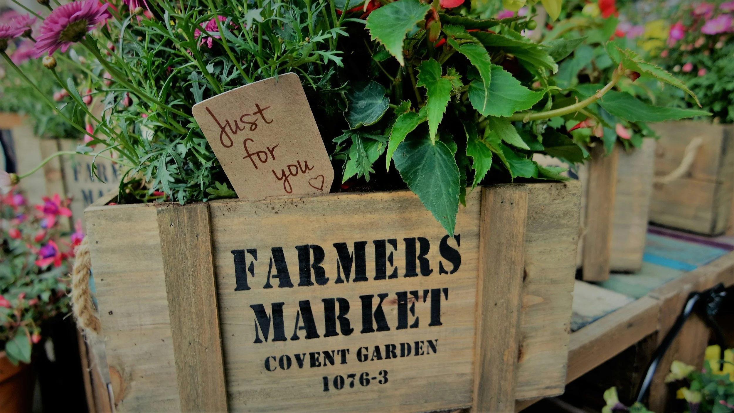 Festival park Farmers Market