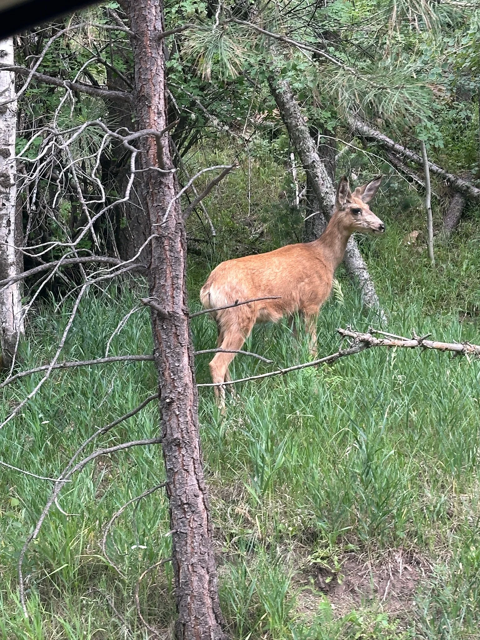 A deer standing amid green grass and trees in a forested area.