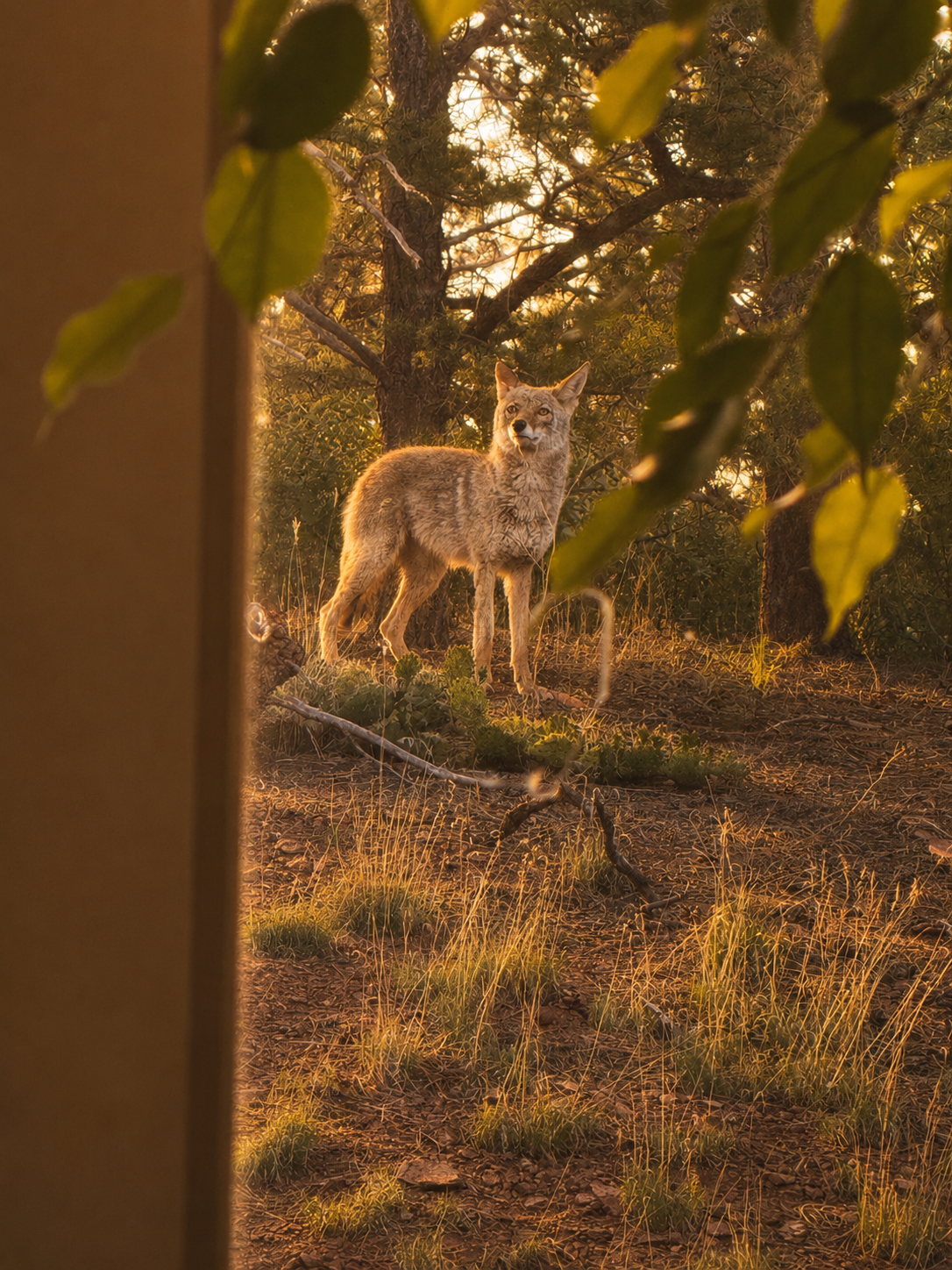 coyote visitor.png