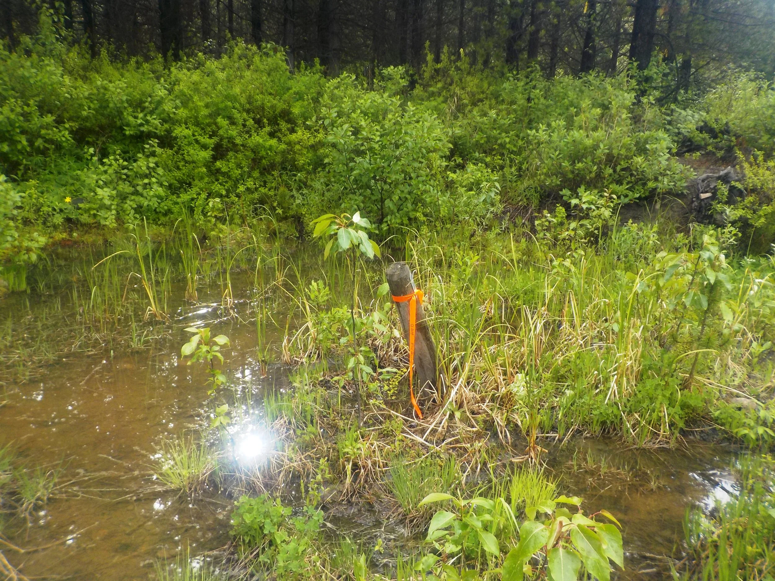 DSCN4451 DDH11-11.JPG