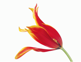 Drawing of a red flower that's in profile and beginning to bloom
