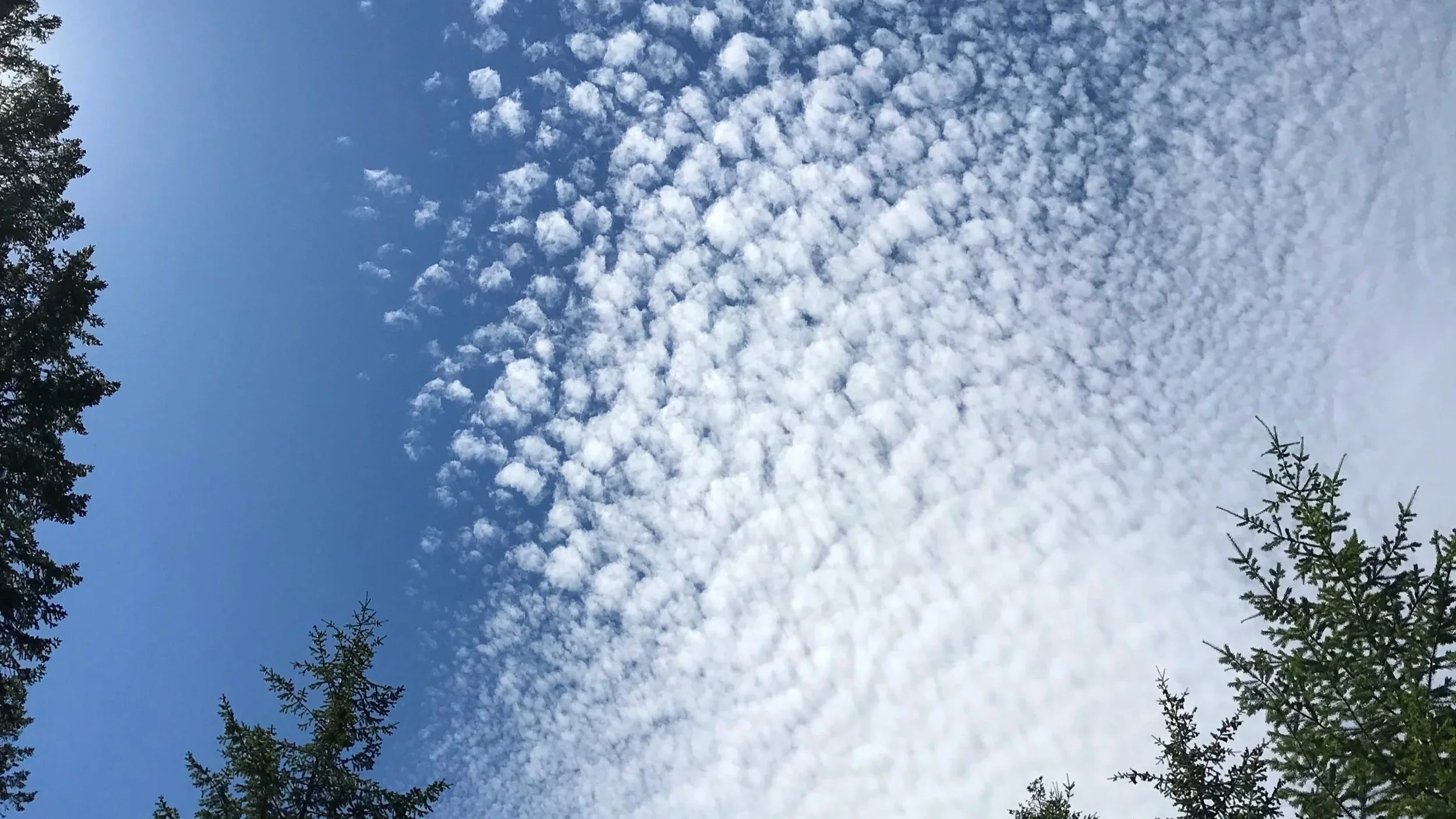 Seeing, feeling, and being the world with female mystics