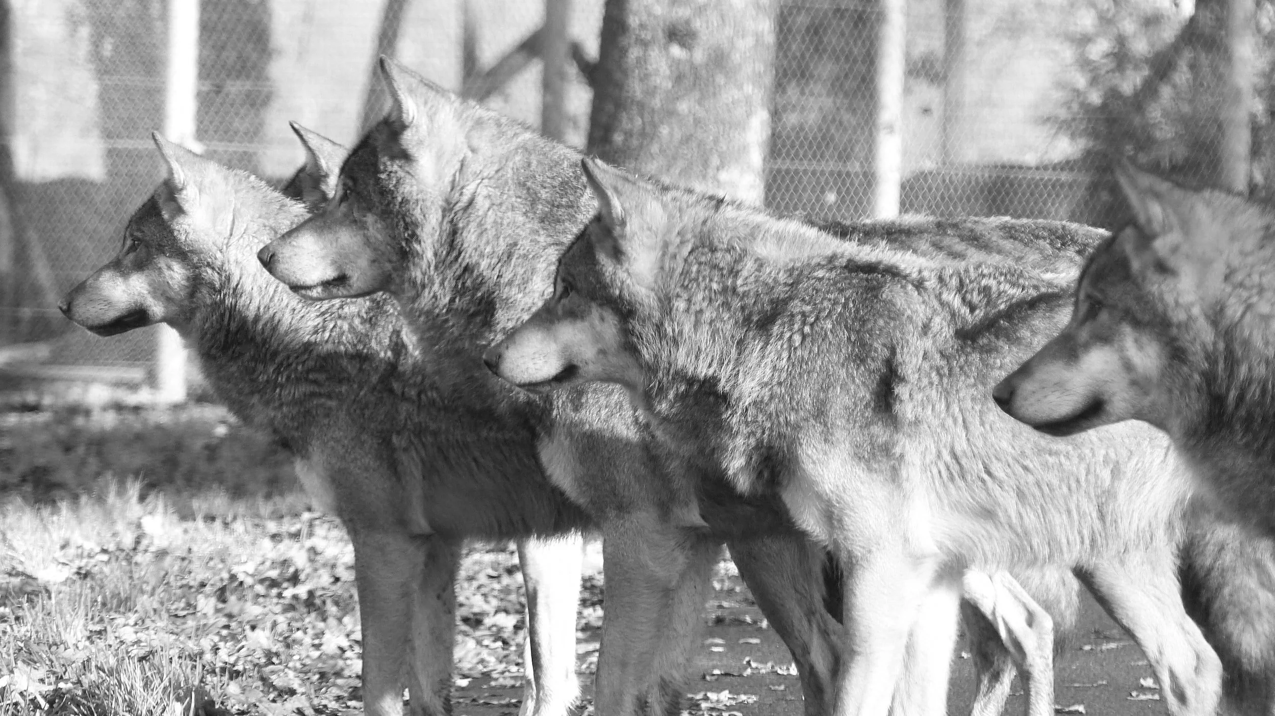 trauma group therapy near me