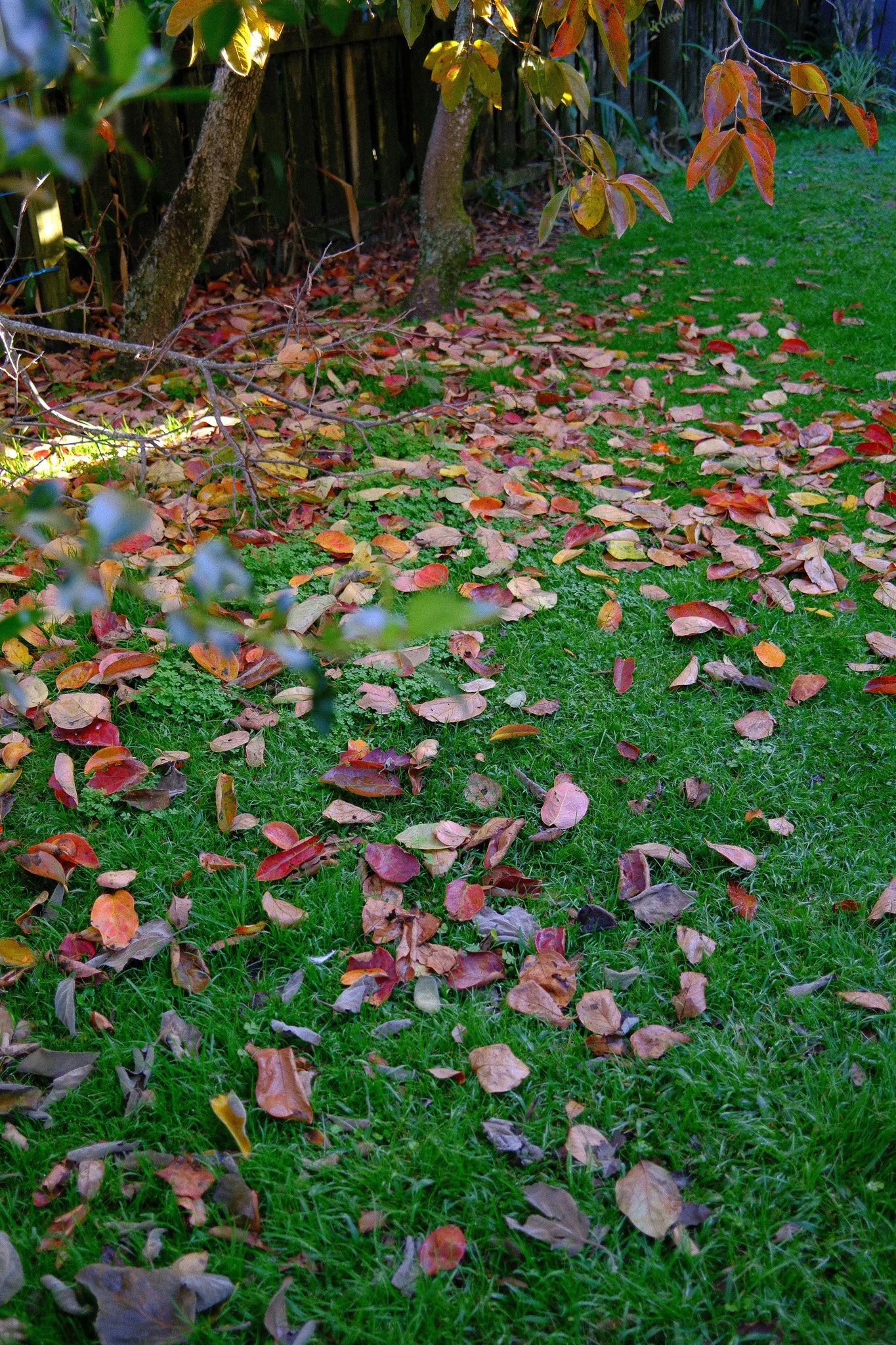 DSCF2154.jpg