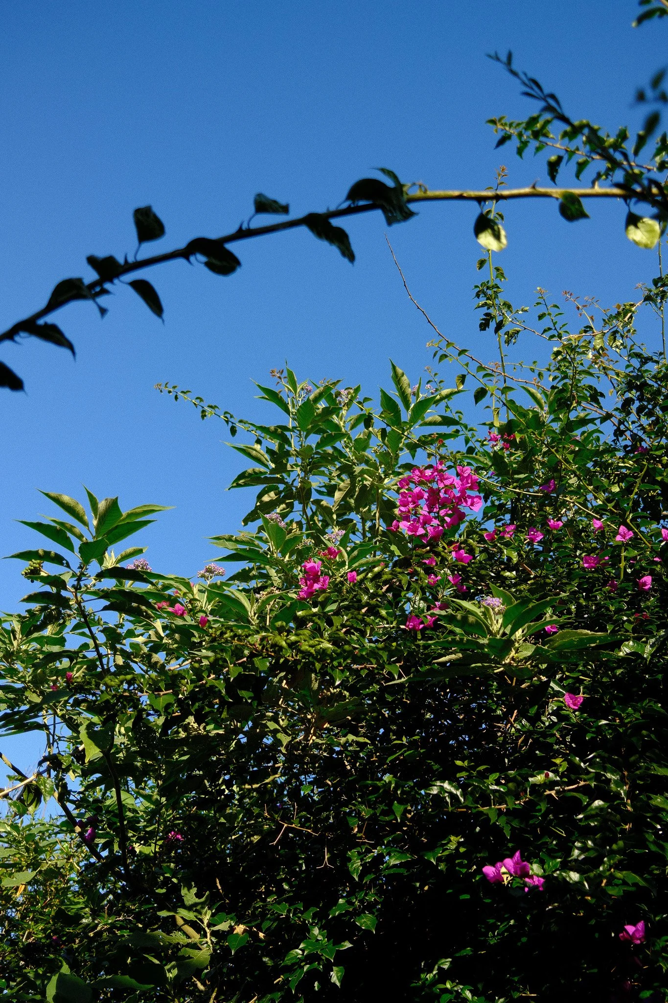DSCF2151.jpg