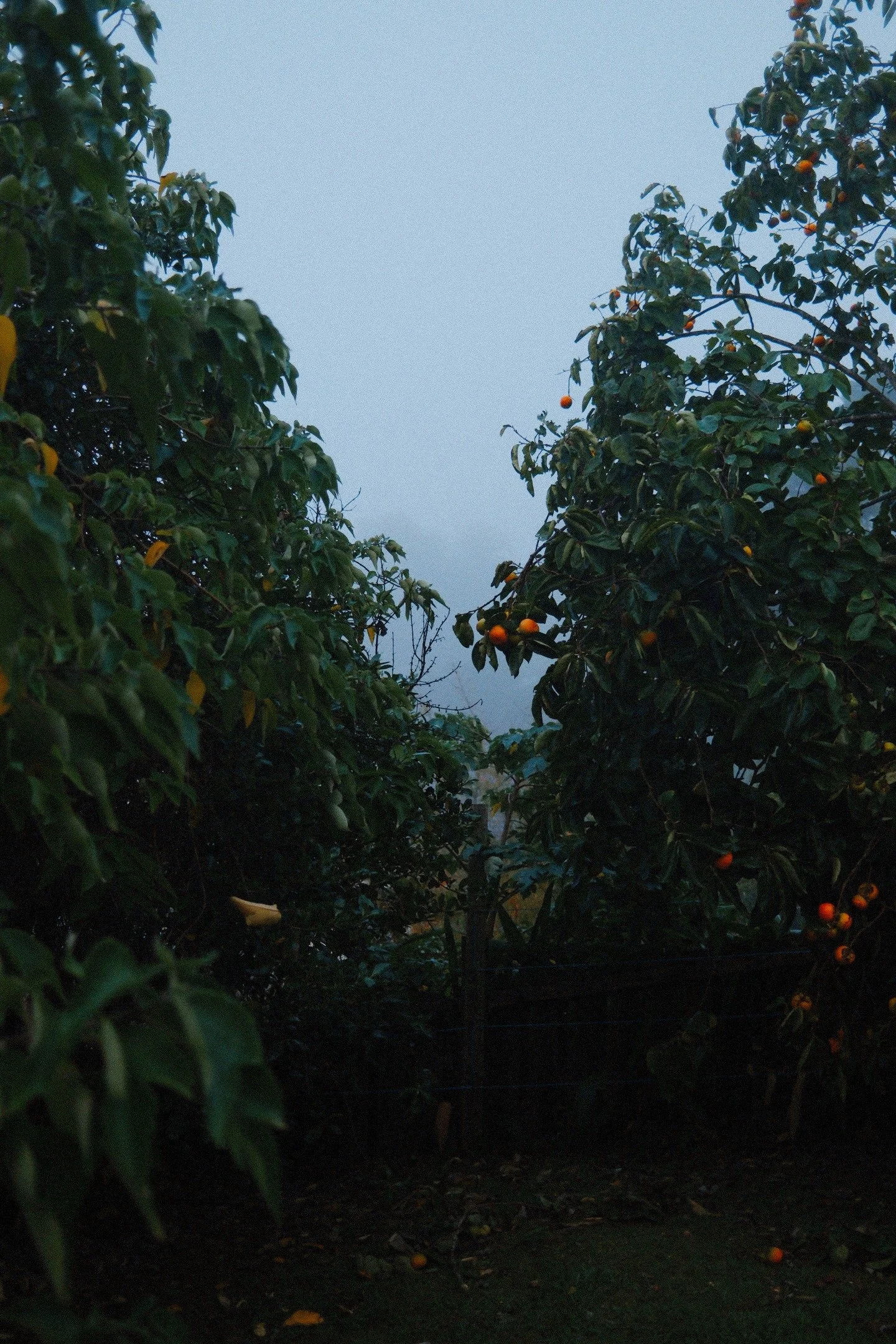 DSCF1628-VSCO.jpeg