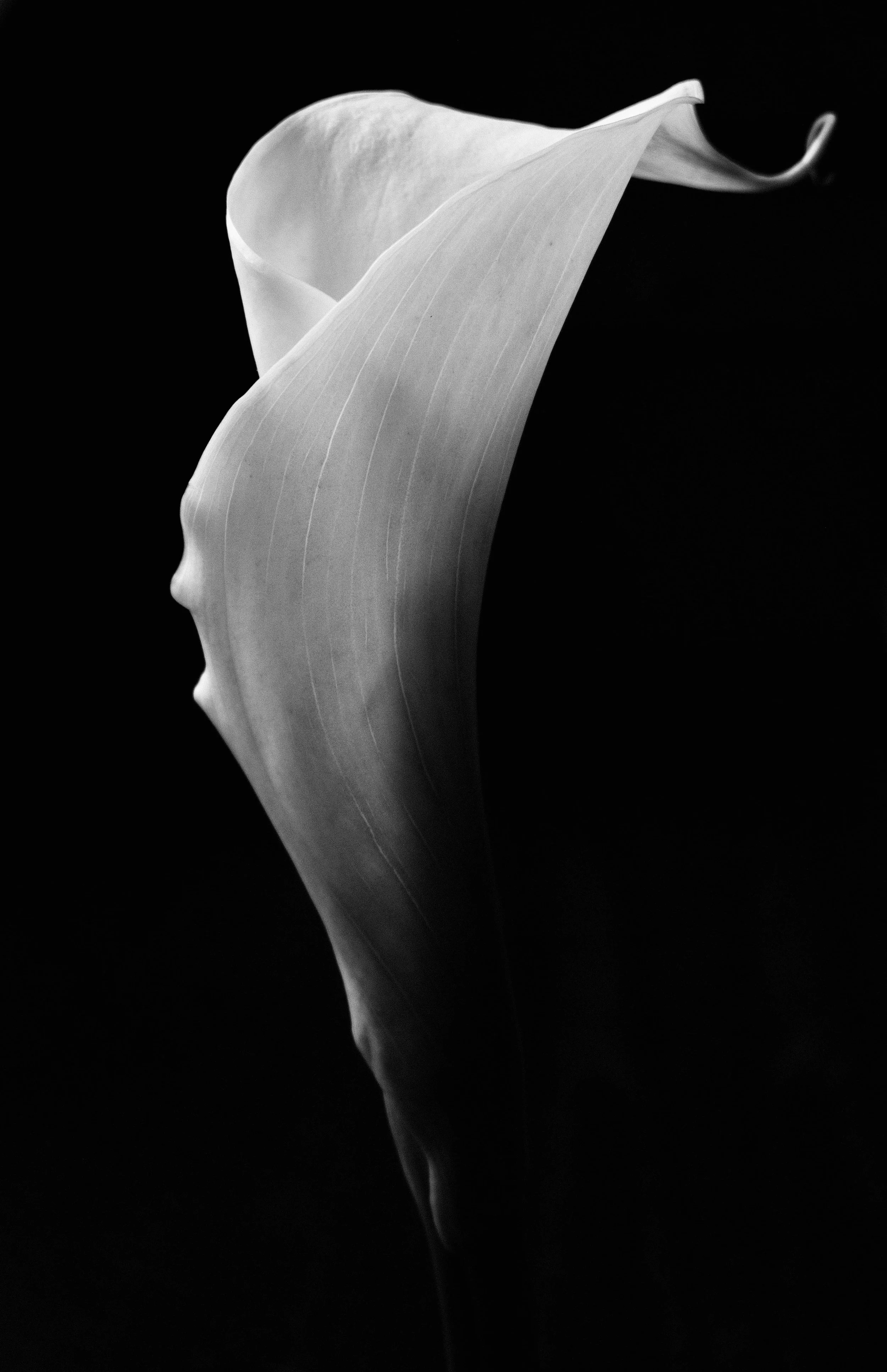 A black and white photograph of a calla lily flower with its stem and petal curling upward against a black background.