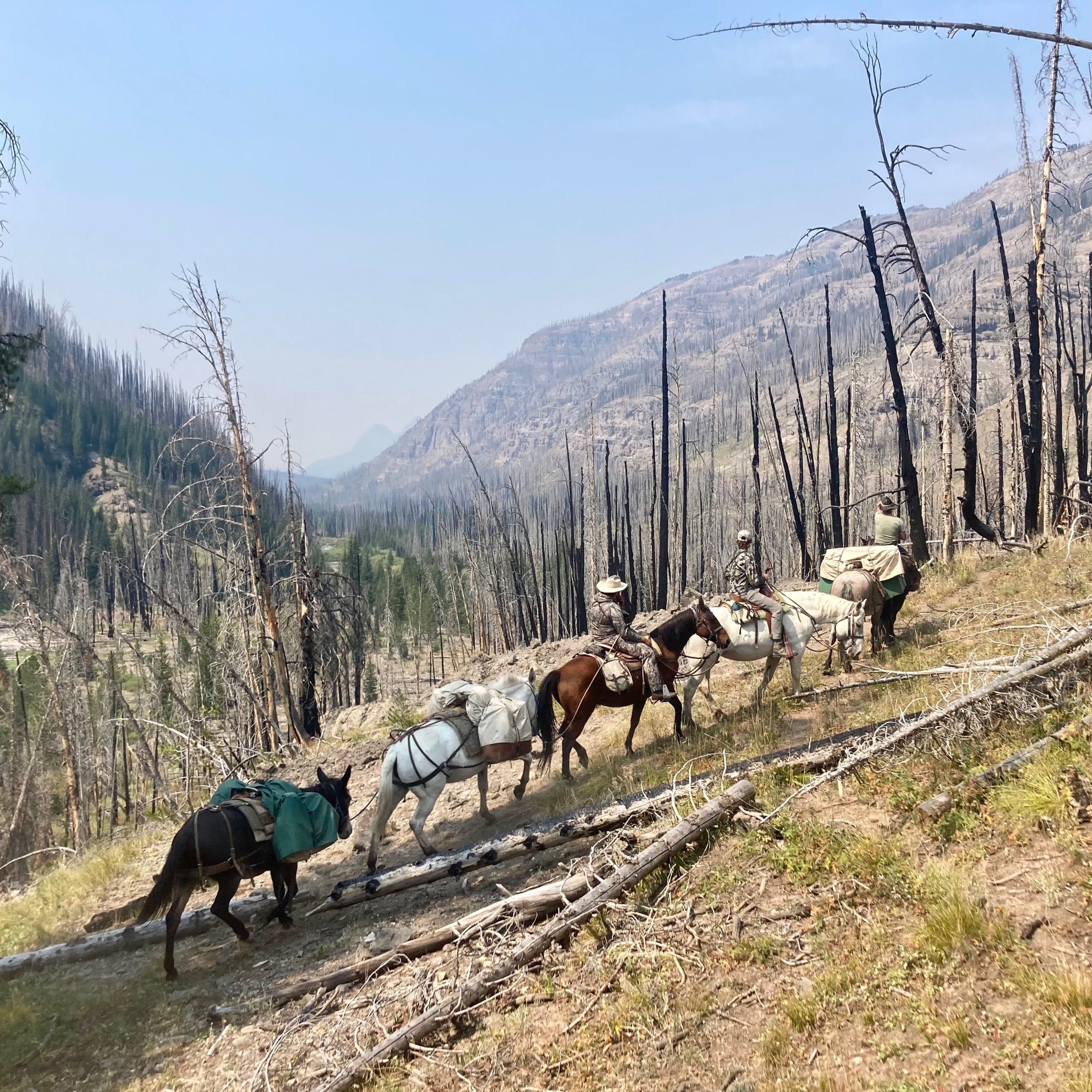 horseback pack trips wyoming